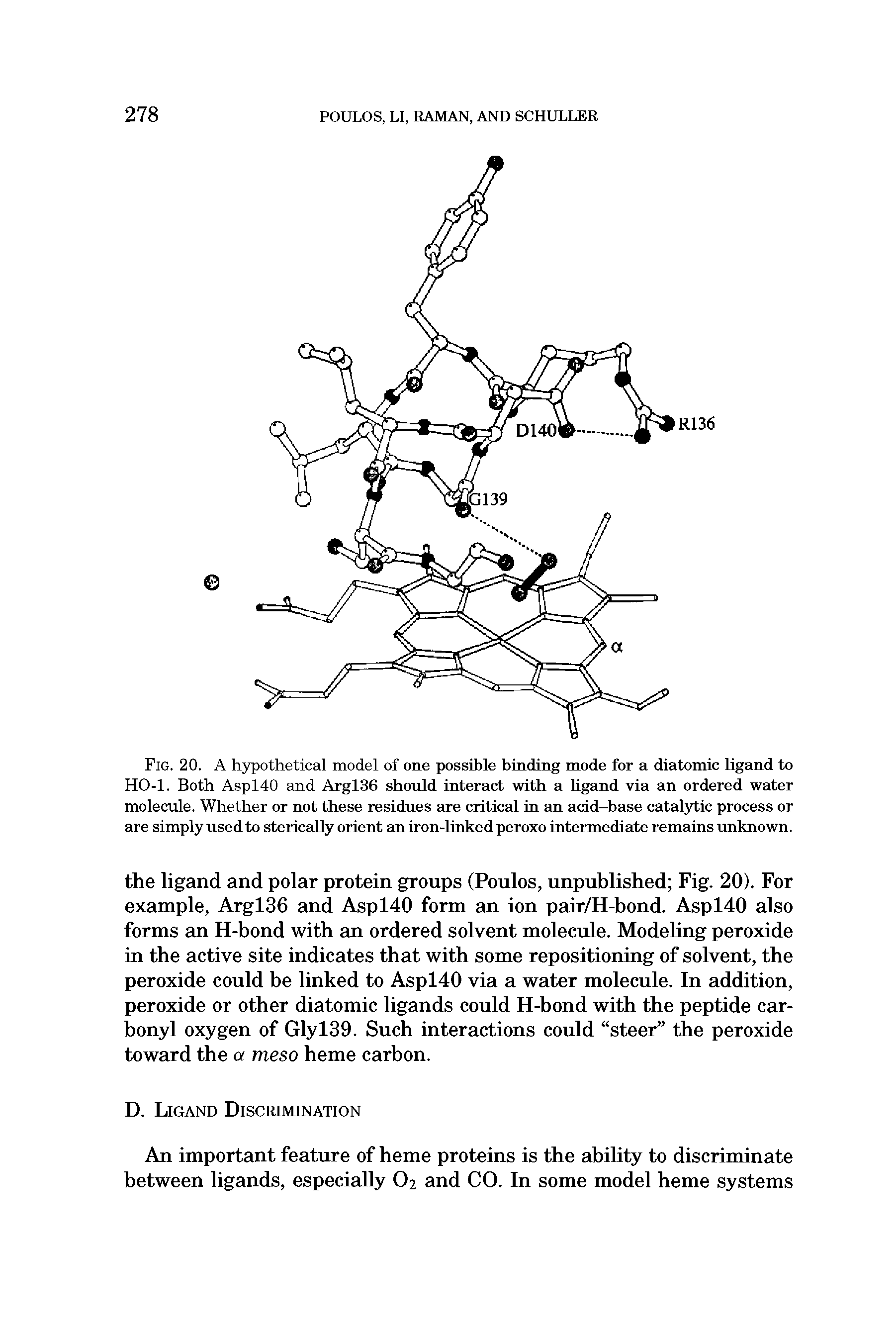 Fig. 20. A hypothetical model of one possible binding mode for a diatomic ligand to HO-1. Both Aspl40 and Argl36 should interact with a ligand via an ordered water molecule. Whether or not these residues are critical in an arid-base catalytic process or are simply used to sterically orient an iron-linked peroxo intermediate remains unknown.