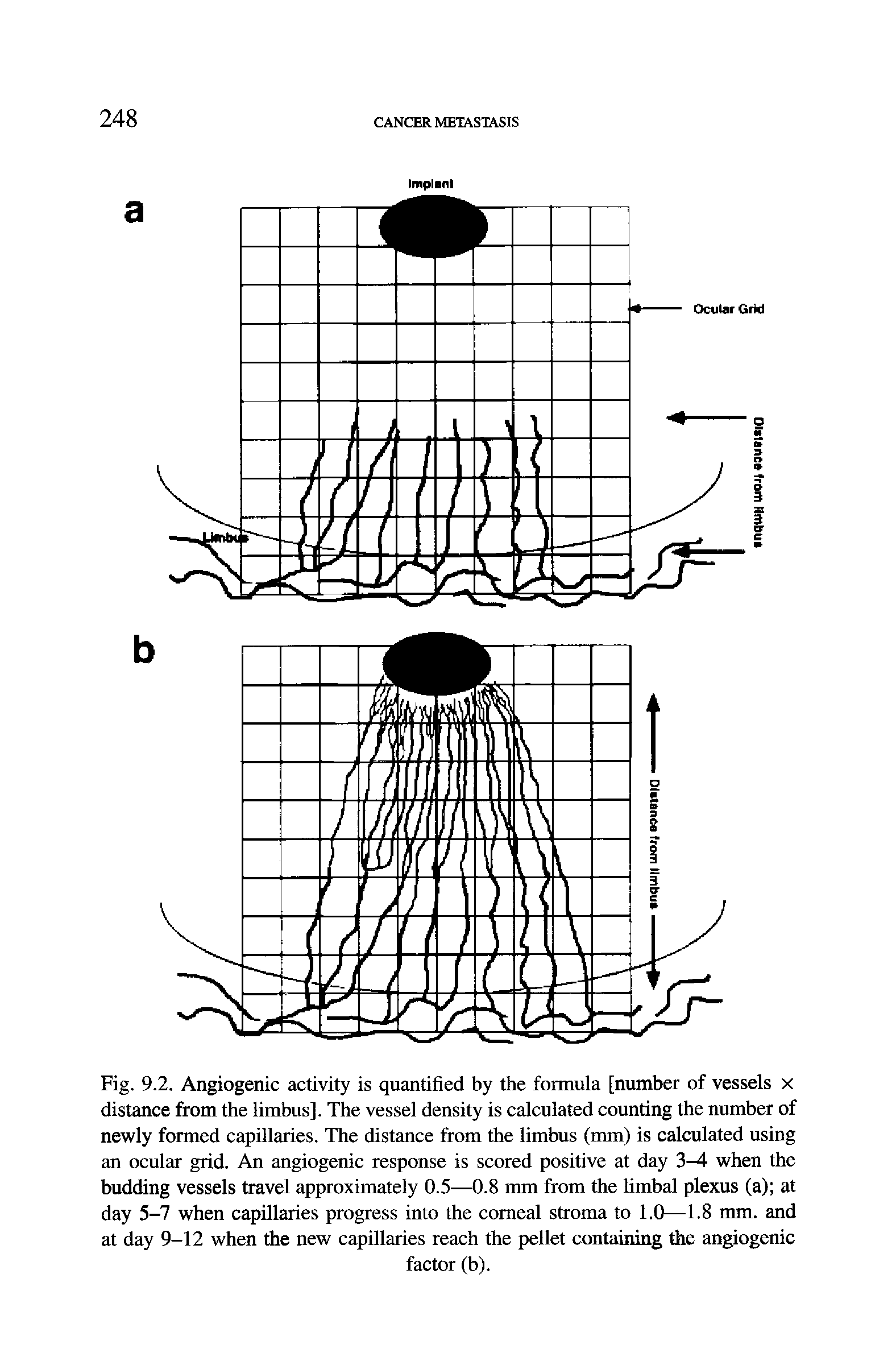 Fig. 9.2. Angiogenic activity is quantified by the formula [number of vessels x distance from the limbus]. The vessel density is calculated counting the number of newly formed capillaries. The distance from the limbus (mm) is calculated using an ocular grid. An angiogenic response is scored positive at day 3-4 when the budding vessels travel approximately 0.5—0.8 mm from the limhal plexus (a) at day 5-7 when capillaries progress into the comeal stroma to 1.0—1.8 mm. and at day 9-12 when the new capillaries reach the pellet containing the angiogenic...
