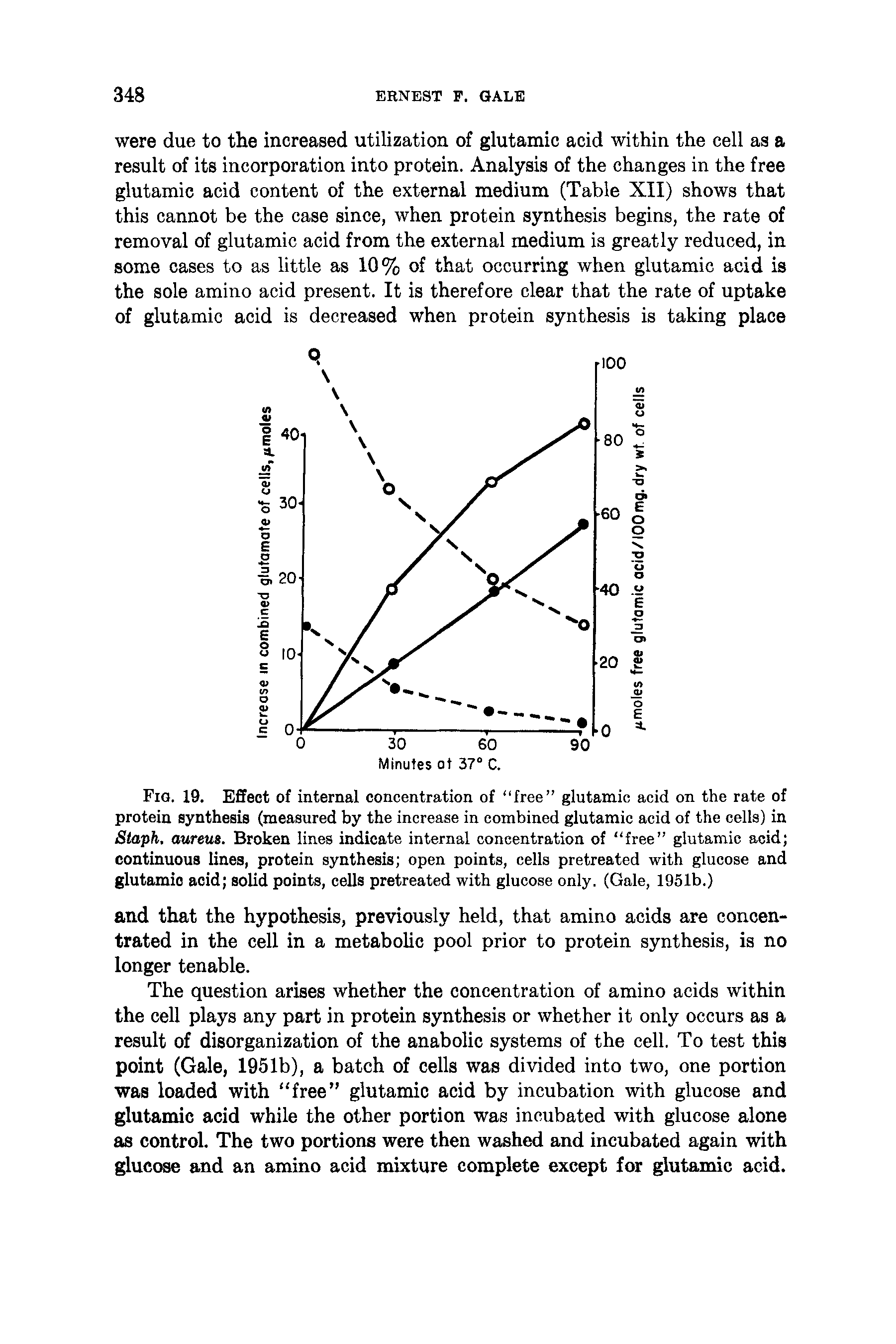 Fig. 19. Effect of internal concentration of free glutamic acid on the rate of protein synthesis (measured by the increase in combined glutamic acid of the cells) in Staph, aureus. Broken lines indicate internal concentration of free glutamic acid continuous lines, protein synthesis open points, cells pretreated with glucose and glutamic acid solid points, cells pretreated with glucose only. (Gale, 1951b.)...