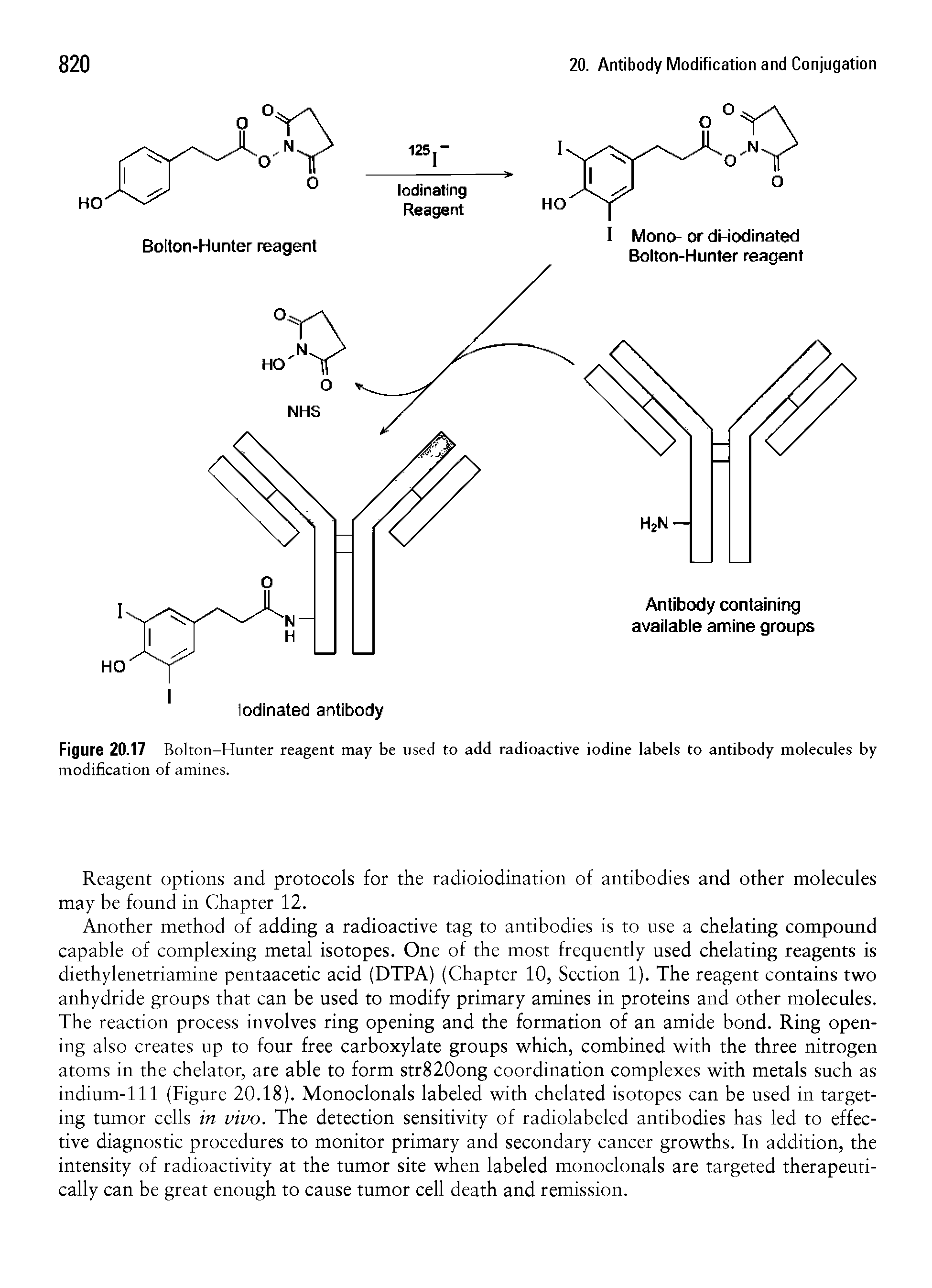 Figure 20.17 Bolton-Hunter reagent may be used to add radioactive iodine labels to antibody molecules by modification of amines.
