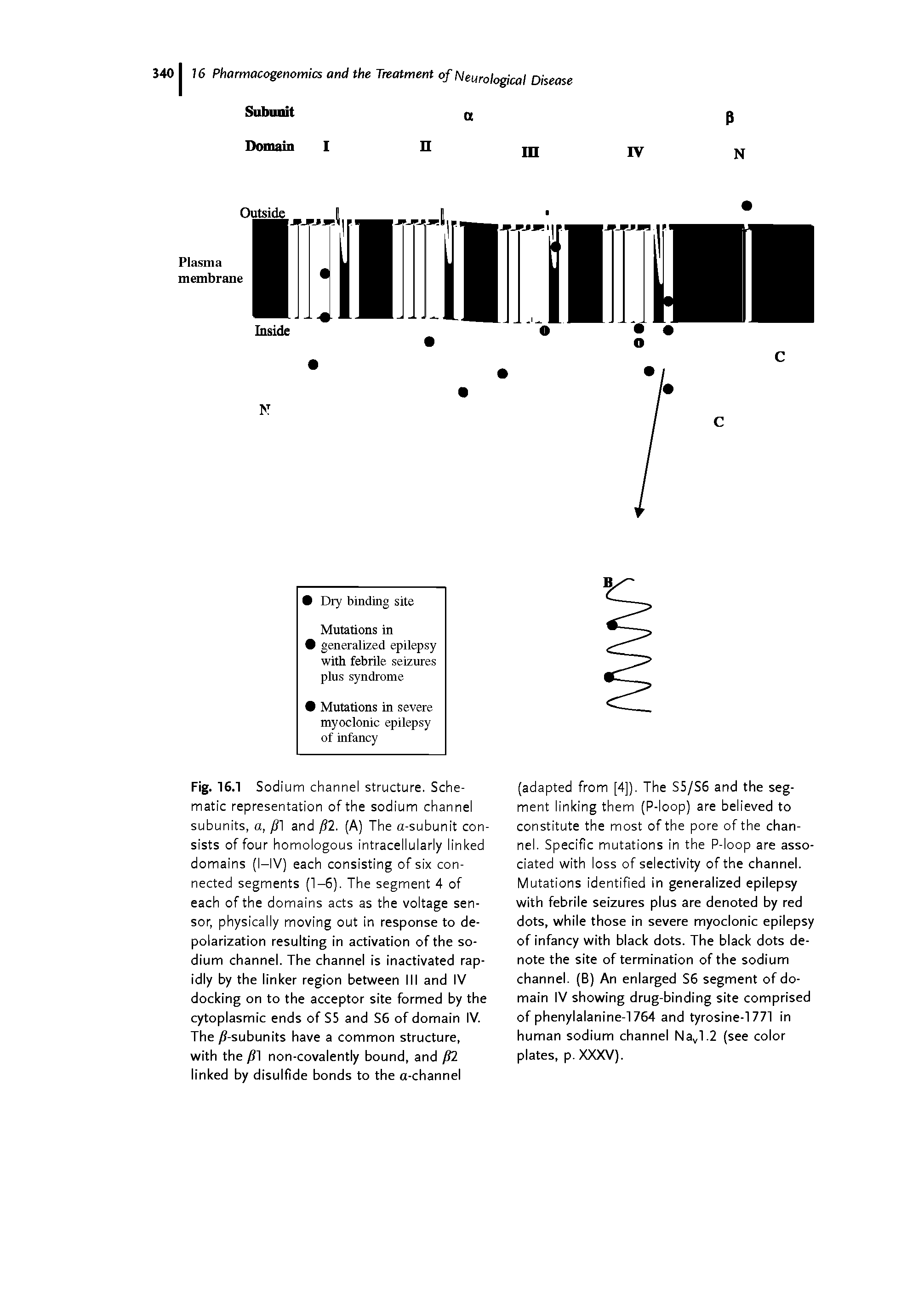 Fig. 16.1 Sodium channel structure. Schematic representation of the sodium channel subunits, a, ySl and / 2. (A) The a-subunit consists of four homologous intracelIularly linked domains (I—IV) each consisting of six connected segments (1-6). The segment 4 of each of the domains acts as the voltage sensor, physically moving out in response to depolarization resulting in activation of the sodium channel. The channel is inactivated rapidly by the linker region between III and IV docking on to the acceptor site formed by the cytoplasmic ends of S5 and S6 of domain IV. The / -subunits have a common structure, with the / 1 non-covalently bound, and f 2 linked by disulfide bonds to the a-channel...