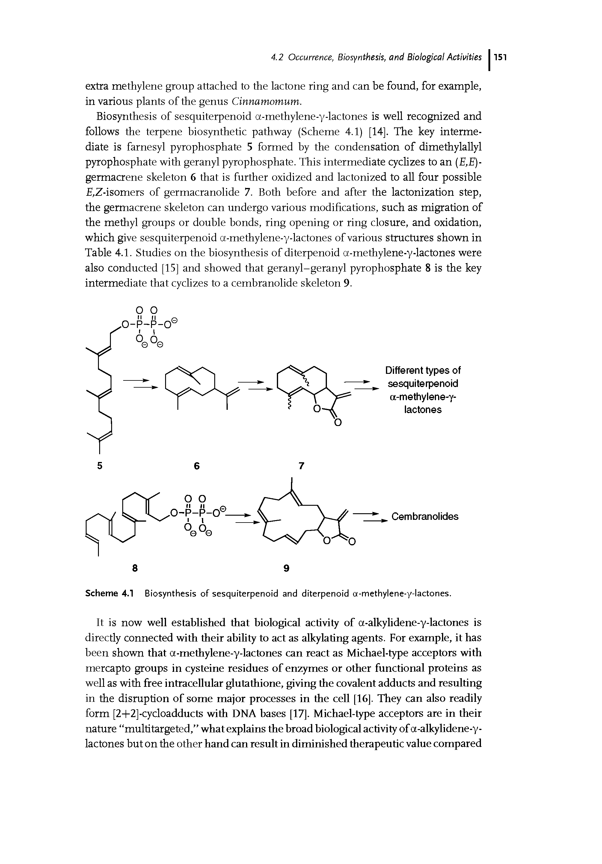 Scheme 4.1 Biosynthesis of sesquiterpenoid and diterpenoid a-methylene-y-lactones.
