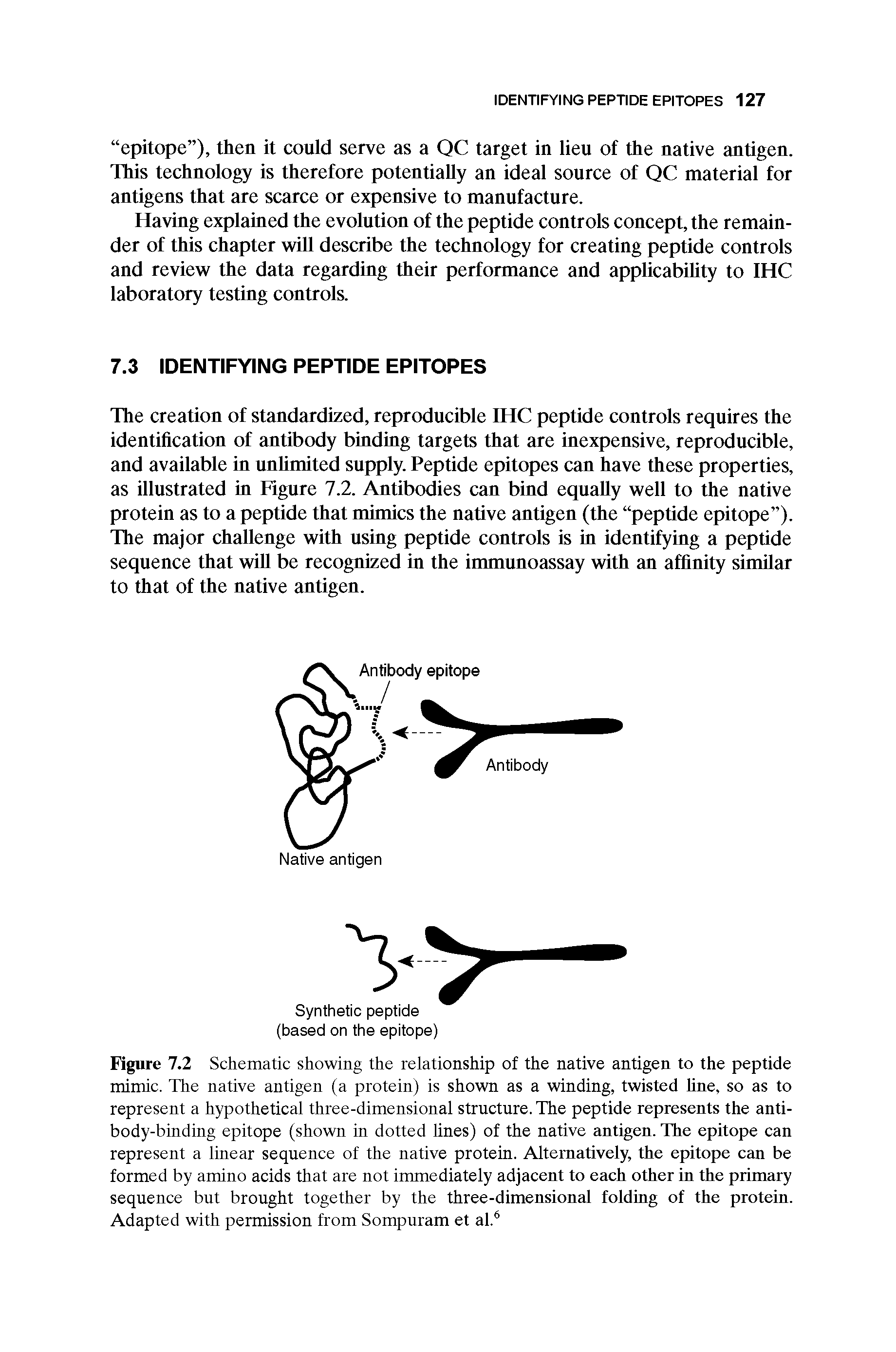 Figure 7.2 Schematic showing the relationship of the native antigen to the peptide mimic. The native antigen (a protein) is shown as a winding, twisted line, so as to represent a hypothetical three-dimensional structure. The peptide represents the antibody-binding epitope (shown in dotted lines) of the native antigen. The epitope can represent a linear sequence of the native protein. Alternatively, the epitope can be formed by amino acids that are not immediately adjacent to each other in the primary sequence but brought together by the three-dimensional folding of the protein. Adapted with permission from Sompuram et al.6...