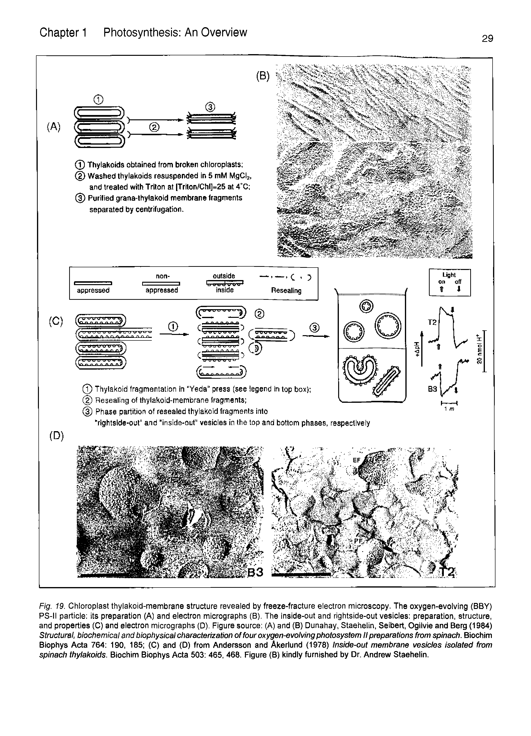 Fig. 19. Chloroplast thylakoid-membrane structure revealed by freeze-fracture electron microscopy. The oxygen-evolving (BBY) PS-II particle its preparation (A) and electron micrographs (B). The inside-out and rightside-out vesicles preparation, structure, and properties (C) and electron micrographs (D). Figure source (A) and (B) Dunahay, Staehelin, Seibert, Ogilvie and Berg (1984) Structural, biochemical and biophysical characterization of four oxygen-evolving photosystem II preparations from spinach. Biochim Biophys Acta 764 190, 185 (C) and (D) from Andersson and Akerlund (1978) Inside-out membrane vesicles isolated from spinach thylakoids. Biochim Biophys Acta 503 465, 468. Figure (B) kindly furnished by Dr. Andrew Staehelin.