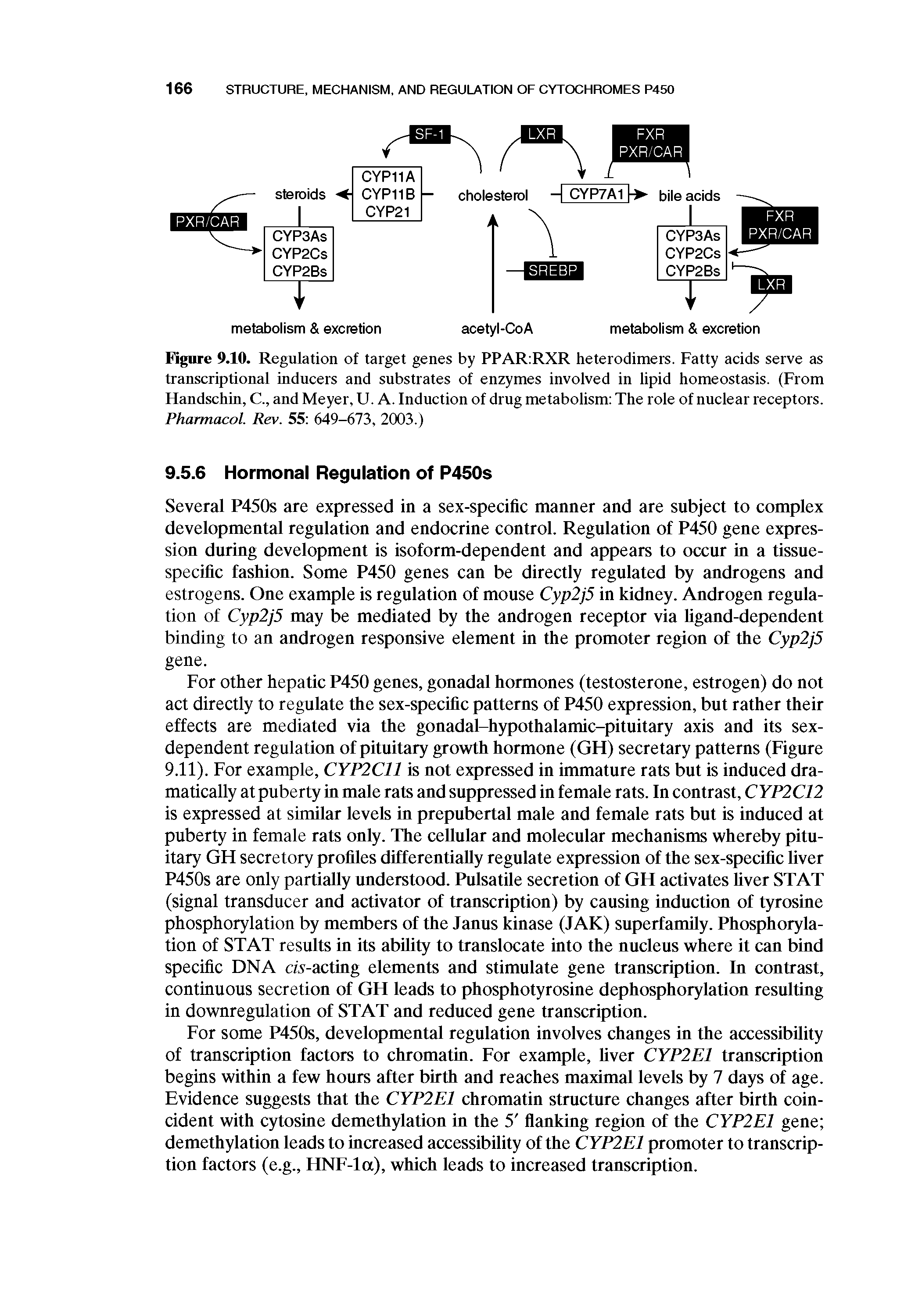 Figure 9.10. Regulation of target genes by PPAR RXR heterodimers. Fatty acids serve as transcriptional inducers and substrates of enzymes involved in lipid homeostasis. (From Handschin, C., and Meyer, U. A. Induction of drug metabolism The role of nuclear receptors. Pharmacol. Rev. 55 649-673, 2003.)...