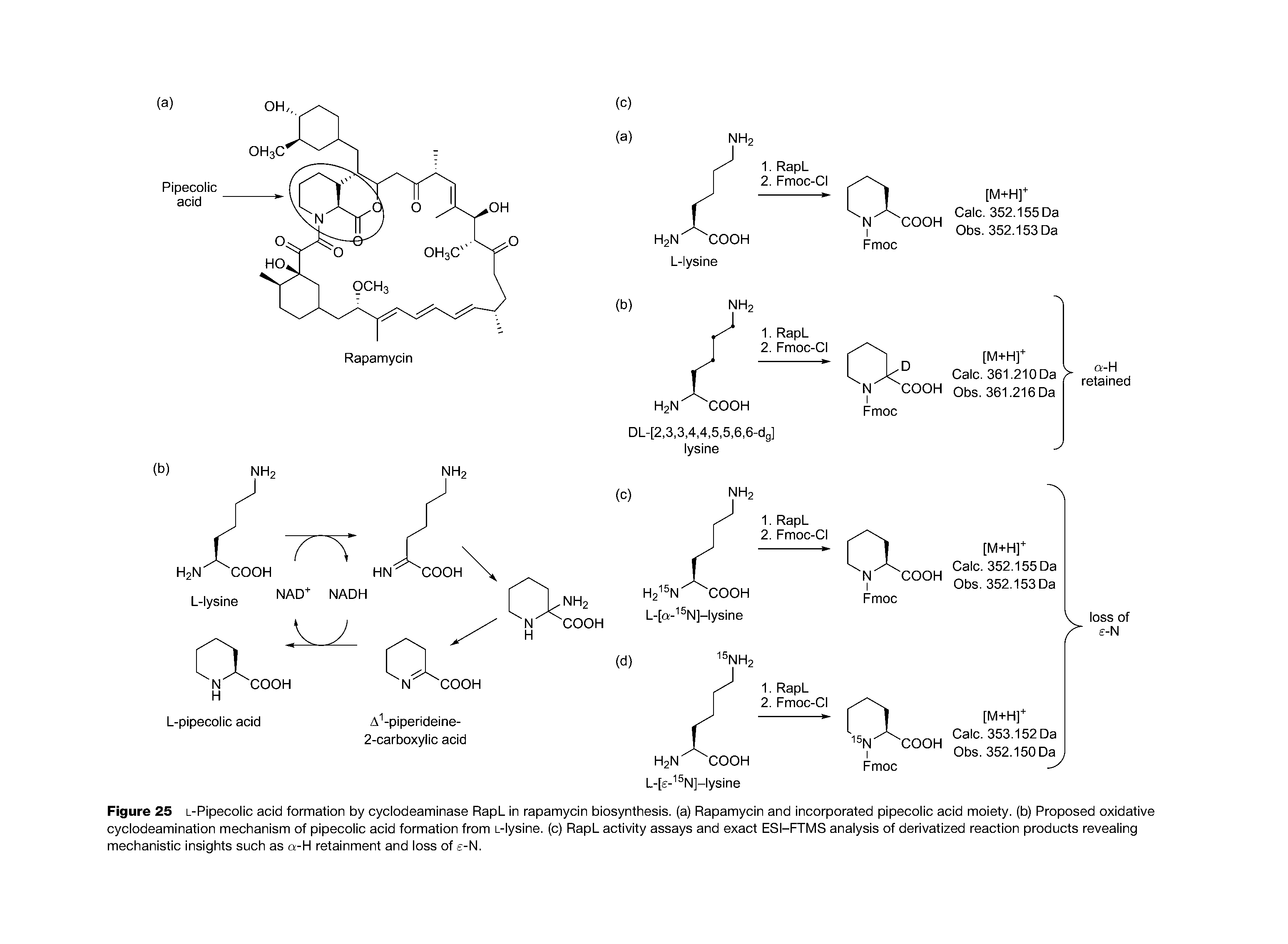 Figure 25 L-Pipecolic acid formation by cyclodeaminase RapL in rapamycin biosynthesis, (a) Rapamycin and incorporated pipecolic acid moiety, (b) Proposed oxidative cyclodeamination mechanism of pipecolic acid formation from L-lysine. (c) RapL activity assays and exact ESI-FTMS analysis of derivatized reaction products revealing mechanistic insights such as a-H retainment and loss of e-N.