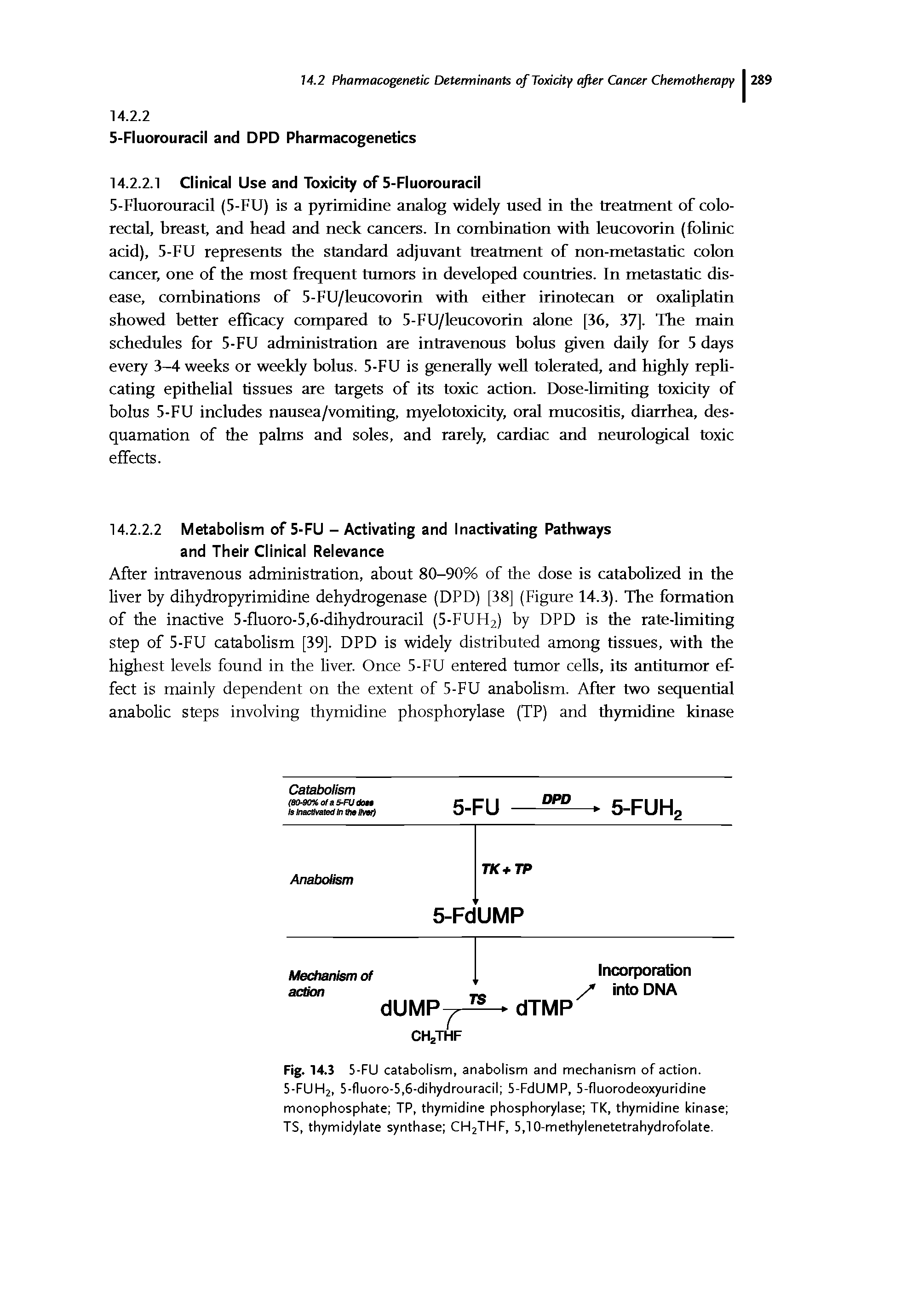 Fig. 14.3 5 -FU catabolism, anabolism and mechanism of action. 5-FUH2, 5-fluoro-5,6-dihydrouracil 5-FdUMP, 5-fluorodeoxyuridine monophosphate TP, thymidine phosphorylase TK, thymidine kinase TS, thymidylate synthase CH2THF, 5,10-methylenetetrahydrofolate.