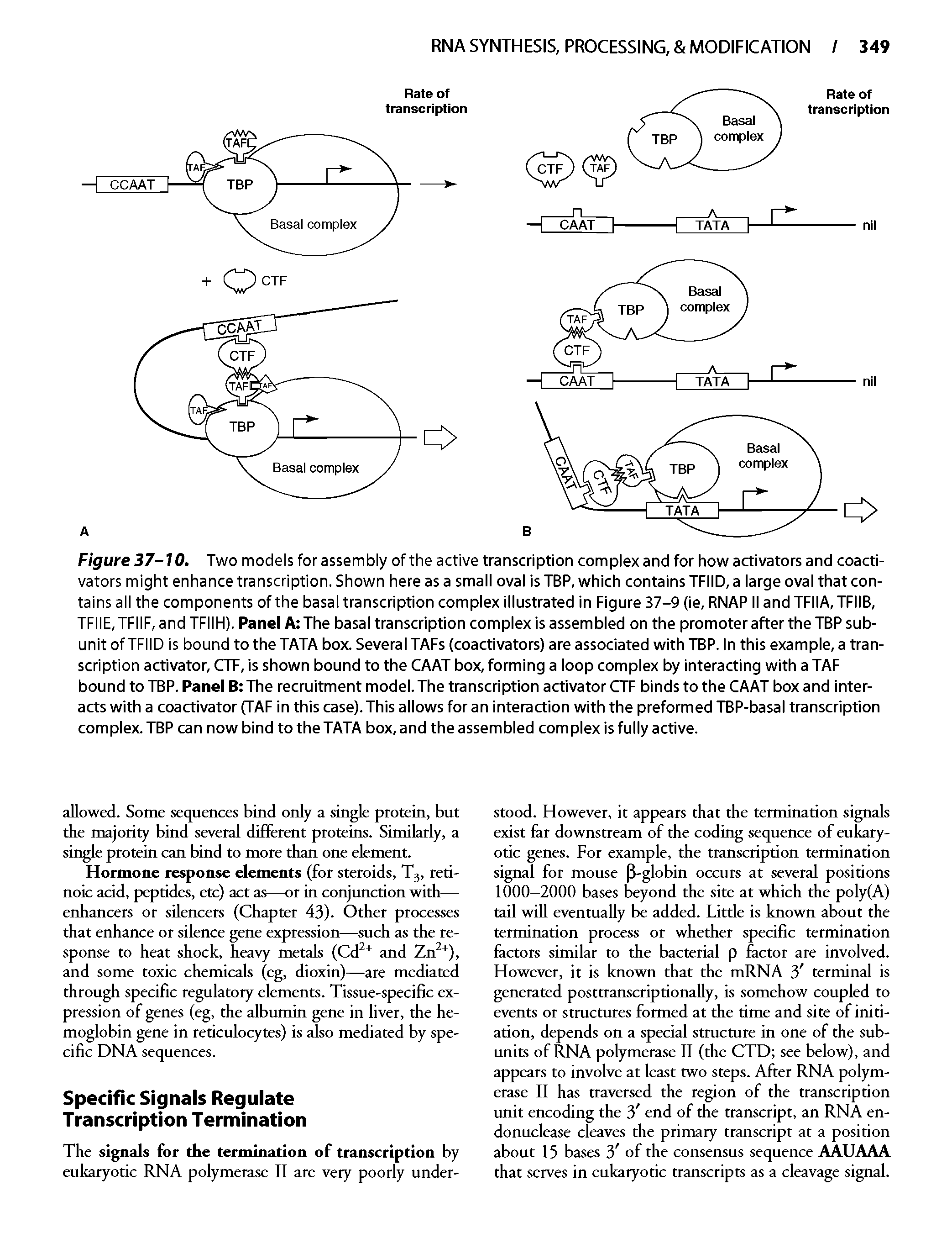 Figure 37-10. Two models for assembly of the active transcription complex and for how activators and coactivators might enhance transcription. Shown here as a small oval is TBP, which contains TFIID, a large oval that contains all the components of the basal transcription complex illustrated in Figure 37-9 (ie, RNAPII andTFIIA,TFIIB, TFIIE,TFIIF, and TFIIFI). Panel A The basal transcription complex is assembled on the promoter after the TBP subunit of TFIID is bound to the TATA box. Several TAFs (coactivators) are associated with TBP. In this example, a transcription activator, CTF, is shown bound to the CAAT box, forming a loop complex by interacting with a TAF bound to TBP. Panel B The recruitment model. The transcription activator CTF binds to the CAAT box and interacts with a coactivator (TAF in this case). This allows for an interaction with the preformed TBP-basal transcription complex. TBP can now bind to the TATA box, and the assembled complex is fully active.