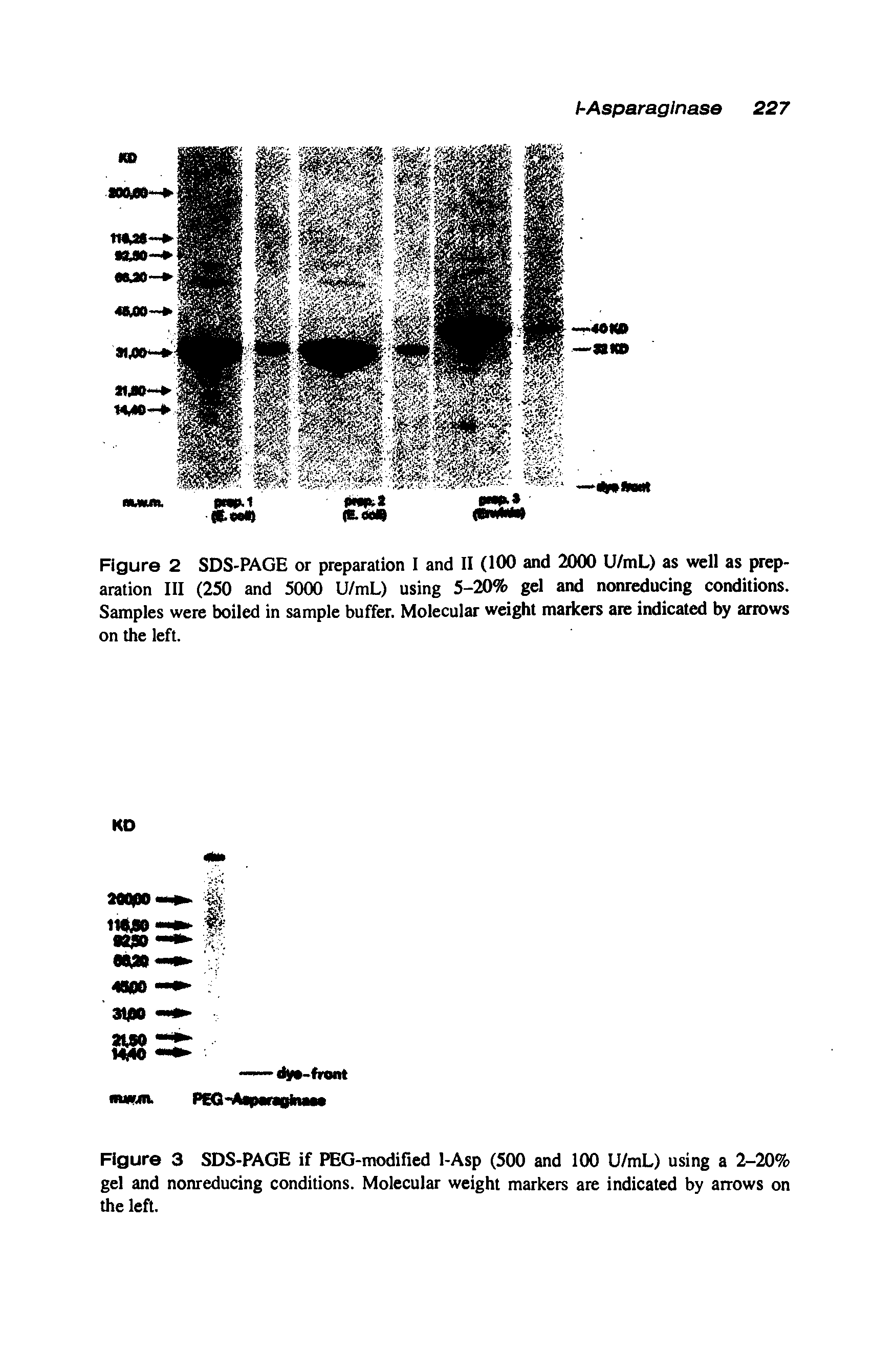 Figure 2 SDS-PAGE or preparation I and II (100 and 2000 U/mL) as well as preparation III (250 and 5000 U/mL) using 5-20% gel and nonreducing conditions. Samples were boiled in sample buffer. Molecular weight markers are indicated by arrows on the left.