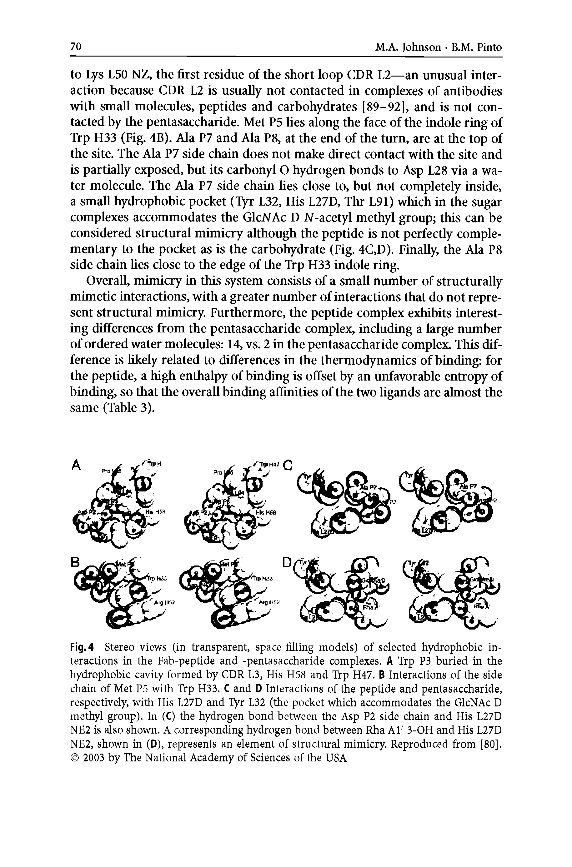 Fig. 4 Stereo views (in transparent, space-filling models) of selected hydrophobic interactions in the Fab-peptide and -pentasaccharide complexes. A Trp P3 buried in the hydrophobic cavity formed by CDR L3, His H58 and Trp H47. B Interactions of the side chain of Met P5 with Trp H33. C and D Interactions of the peptide and pentasaccharide, respectively, with His L27D and Tyr L32 (the pocket which accommodates the GlcNAc D methyl group). In (C) the hydrogen bond between the Asp P2 side chain and His L27D NE2 is also shown. A corresponding hydrogen bond between Rha Al 3-OH and His L27D NE2, shown in (D), represents an element of structural mimicry. Reproduced from [80]. 2003 by The National Academy of Sciences of the USA...