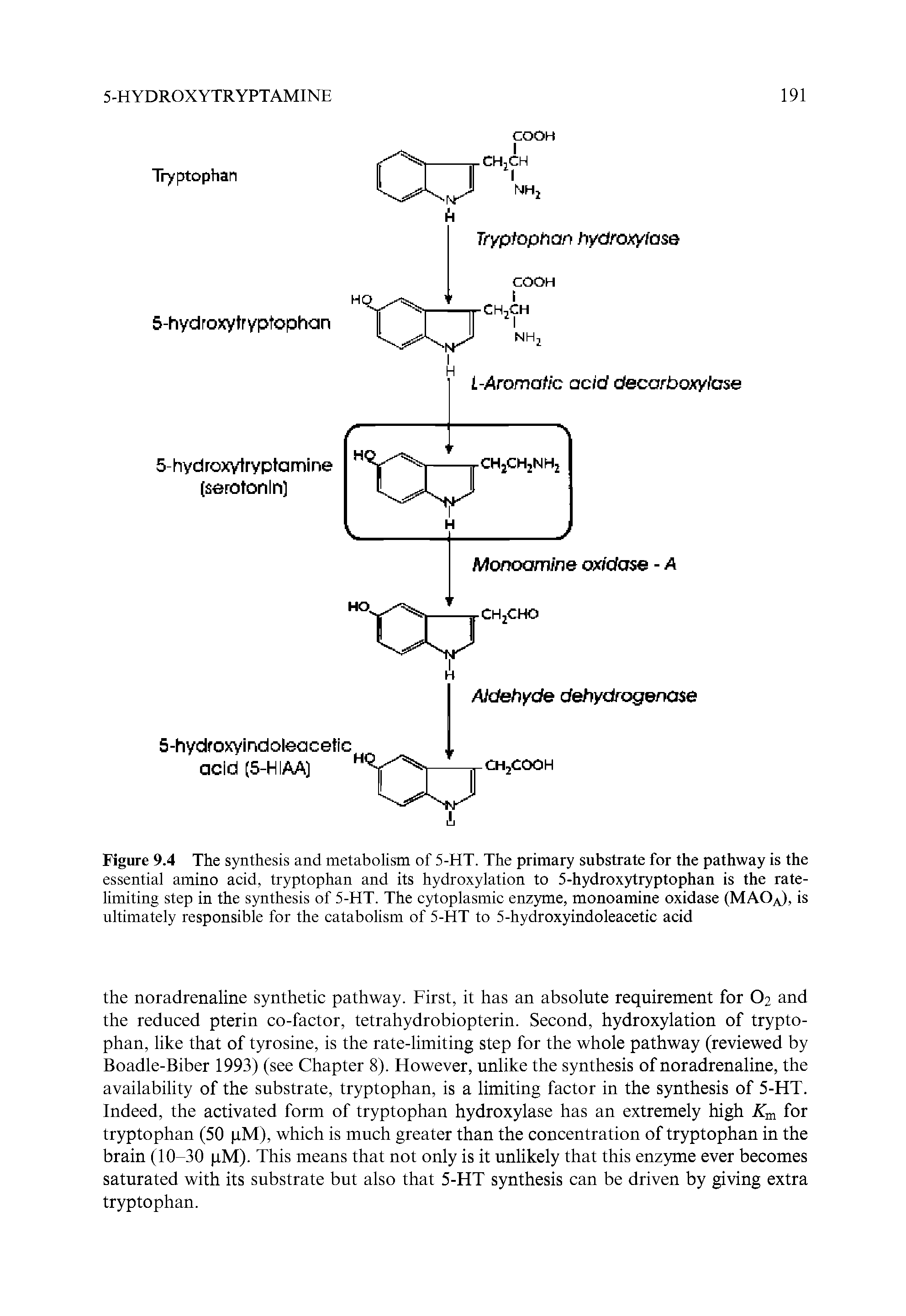 Figure 9.4 The synthesis and metabolism of 5-HT. The primary substrate for the pathway is the essential amino acid, tryptophan and its hydroxylation to 5-hydrox5dryptophan is the rate-limiting step in the synthesis of 5-HT. The cytoplasmic enzyme, monoamine oxidase (MAOa), is ultimately responsible for the catabolism of 5-HT to 5-hydroxyindoleacetic acid...