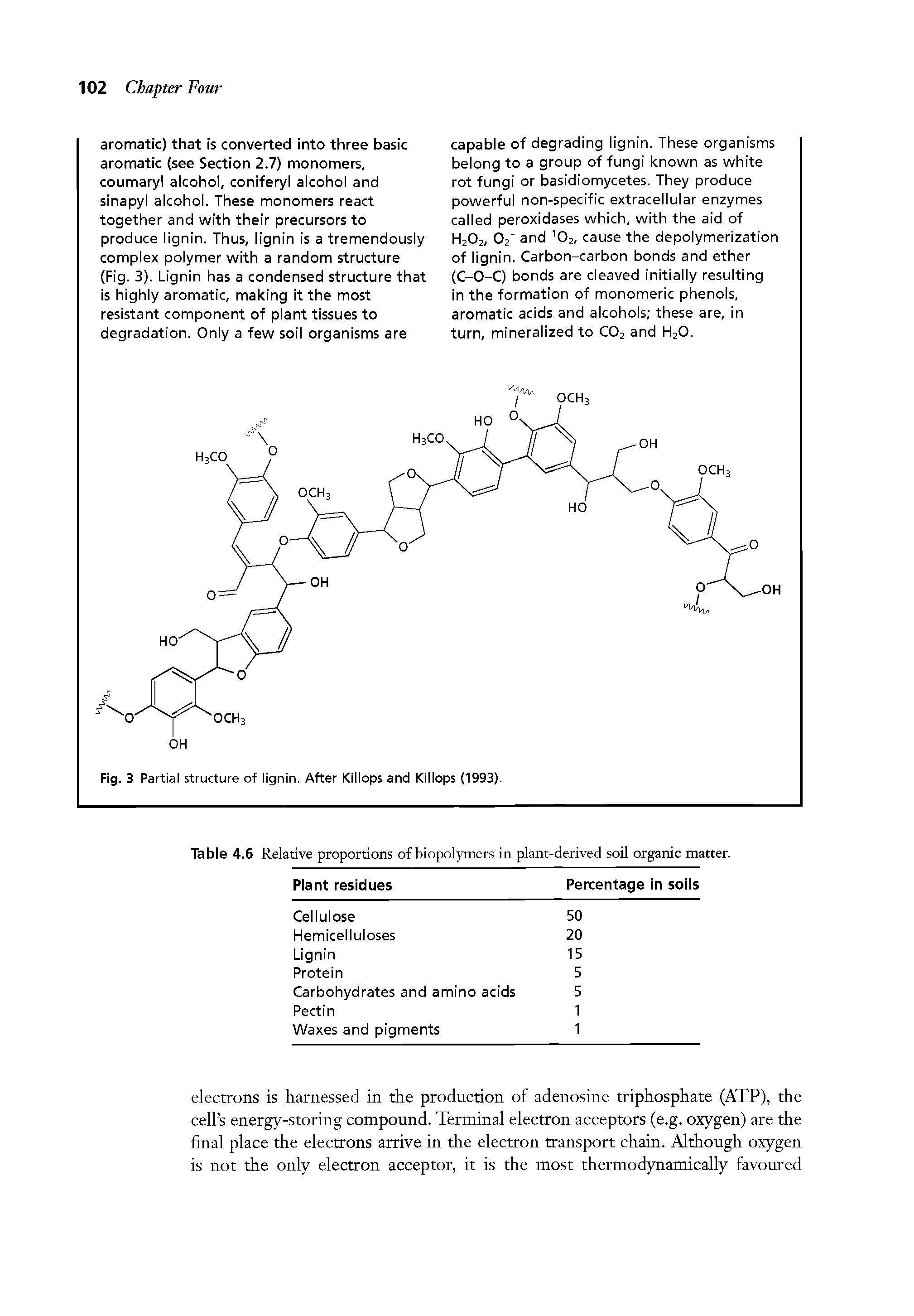 Fig. 3 Partial structure of lignin. After Killops and Killops (1993).