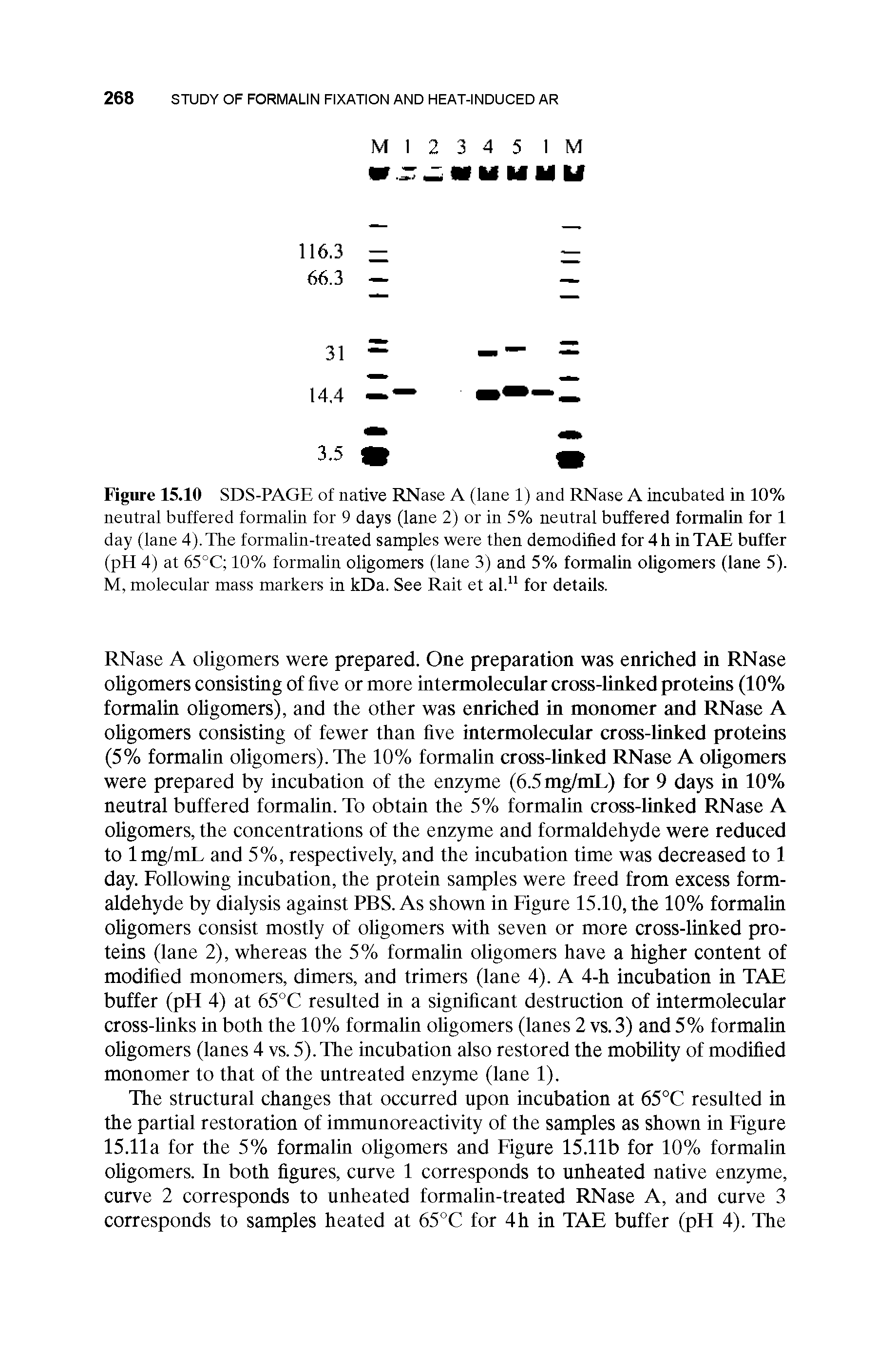 Figure 15.10 SDS-PAGE of native RNase A (lane 1) and RNase A incubated in 10% neutral buffered formalin for 9 days (lane 2) or in 5% neutral buffered formalin for 1 day (lane 4). The formalin-treated samples were then demodified for4h inTAE buffer (pH 4) at 65°C 10% formalin oligomers (lane 3) and 5% formalin oligomers (lane 5). M, molecular mass markers in kDa. See Rait et al.11 for details.