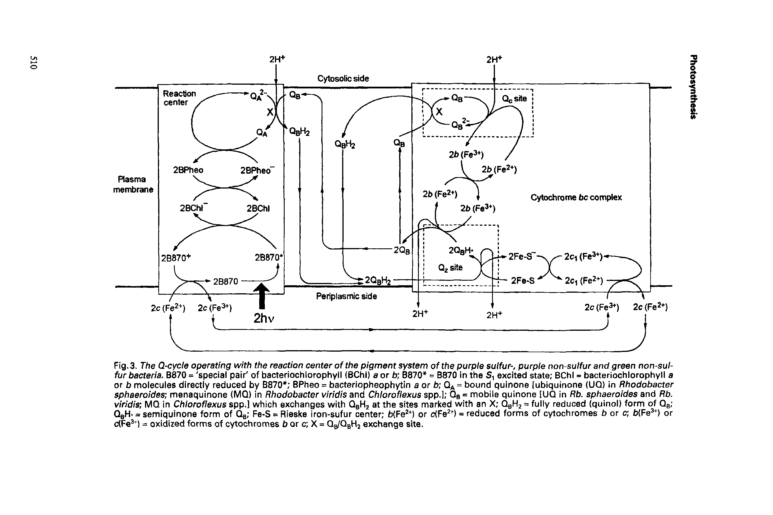 Fig. 3. The Q-cycle operating with the reaction center of the pigment system of the purple sulfur-, purple non-sulfur and green non-sulfur bacteria, B870 = special pair of bacteriochlorophyll (BChl) a or b B870 = B870 in the S, excited state BChl = bacteriochlorophyll a or b molecules directly reduced by B870 BPheo = bacteriopheophytin a or b Q = bound quinone [ubiquinone (UQ) in Rhodobacter sphaeroides menaquinone (MQ) in Rhodobacter viridis and Chloroflexus spp.l Qb = mobile quinone [UQ in Rb. sphaeroides and Rb. virldis MQ in Chloroflexus spp.l which exchanges with QbHj at the sites marked with an X QbHj = fully reduced (quinol) form of Qg QbH- = semiquinone form of Qb Fe-S = Rieske iron-sufur center b(Fe ) or c(Fe +) = reduced forms of cytochromes b or o b(Fe ) or c(Fe ) = oxidized forms of cytochromes b or c X = Qb/QbH2 exchange site.