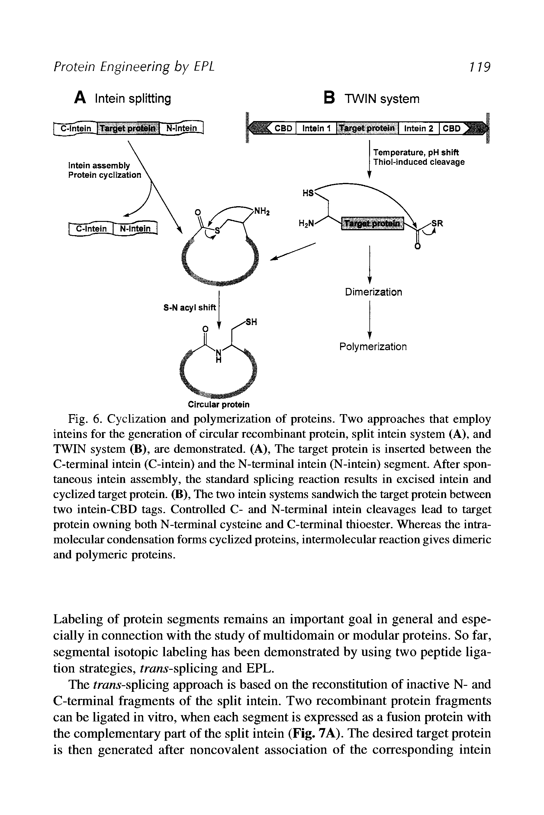 Fig. 6. Cyclization and polymerization of proteins. Two approaches that employ inteins for the generation of circular recombinant protein, split intein system (A), and TWIN system (B), are demonstrated. (A), The target protein is inserted between the C-terminal intein (C-intein) and the N-terminal intein (N-intein) segment. After spontaneous intein assembly, the standard splicing reaction results in excised intein and cyclized target protein. (B), The two intein systems sandwich the target protein between two intein-CBD tags. Controlled C- and N-terminal intein cleavages lead to target protein owning both N-terminal cysteine and C-terminal thioester. Whereas the intramolecular condensation forms cycUzed proteins, intermolecular reaction gives dimeric and polymeric proteins.