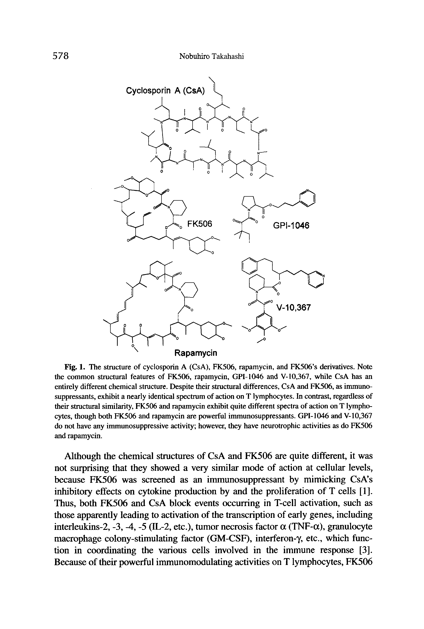 Fig. 1. The structure of cyclosporin A (CsA), FK506, rapamycin, and FK506 s derivatives. Note the common structural features of FK506, rapamycin, GPI-1046 and V-10,367, while CsA has an entirely different chemical stracture. Despite their structural differences, CsA and FK506, as immunosuppressants, exhibit a nearly identical spectrum of action on T lymphocytes. In contrast, regardless of their stractural similarity, FK506 and rapamycin exhibit quite different spectra of action on T lymphocytes, though both FK506 and rapamycin are powerful immunosuppressants. GPI-1046 and V-10,367 do not have any immunosuppressive activity however, they have neurotrophic activities as do FK506 and rapamycin.