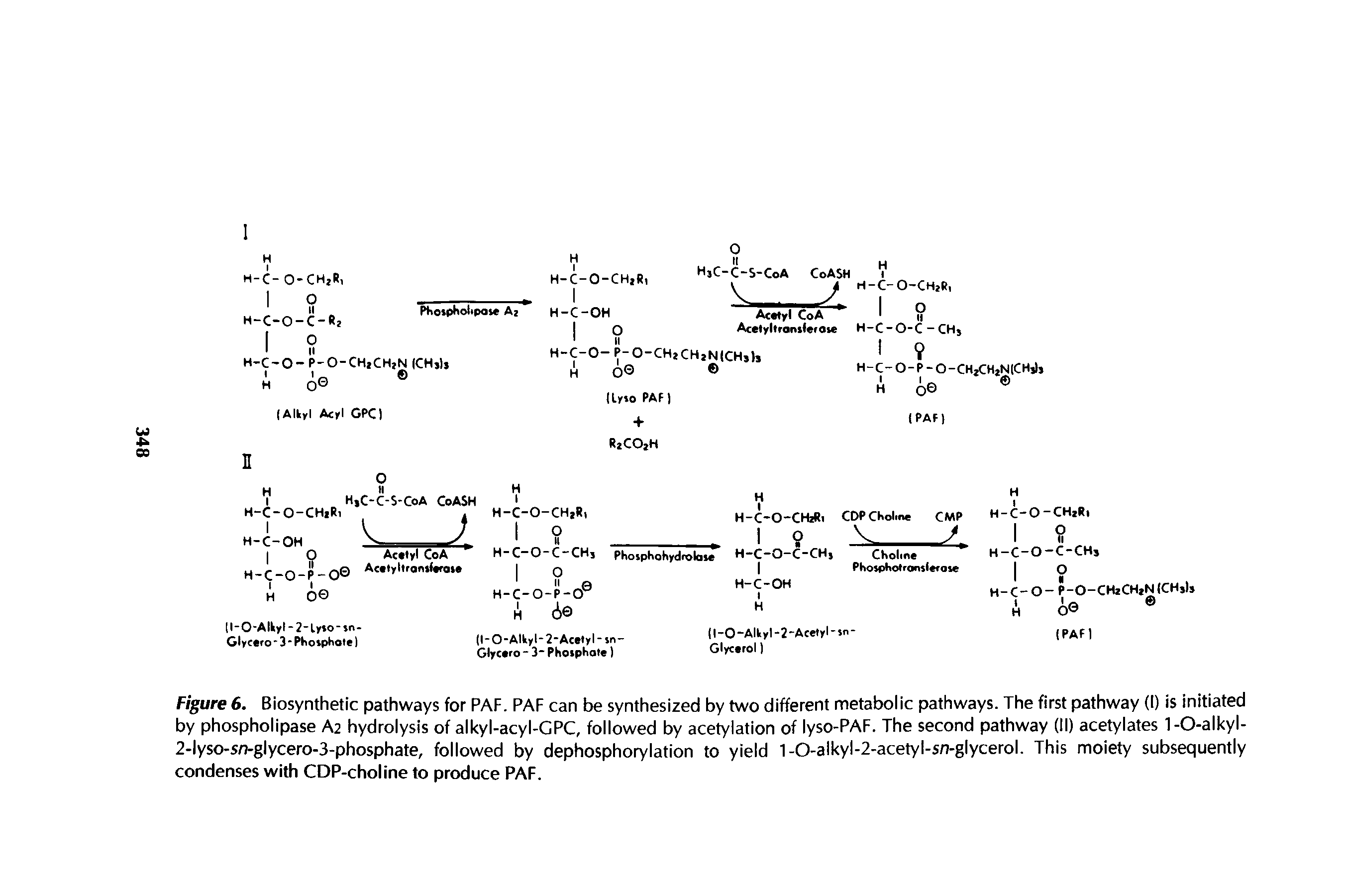 Figure 6. Biosynthetic pathways for PAF. PAF can be synthesized by two different metabolic pathways. The first pathway (I) is initiated by phospholipase A2 hydrolysis of alkyl-acyl-GPC, followed by acetylation of lyso-PAF. The second pathway (II) acetylates 1-O-alkyl-2- yso-sn-g Ycero-3-phosphate, followed by dephosphorylation to yield 1-0-alkyl-2-acetyl-s/7-glycerol. This moiety subsequently condenses with CDP-choline to produce PAF.