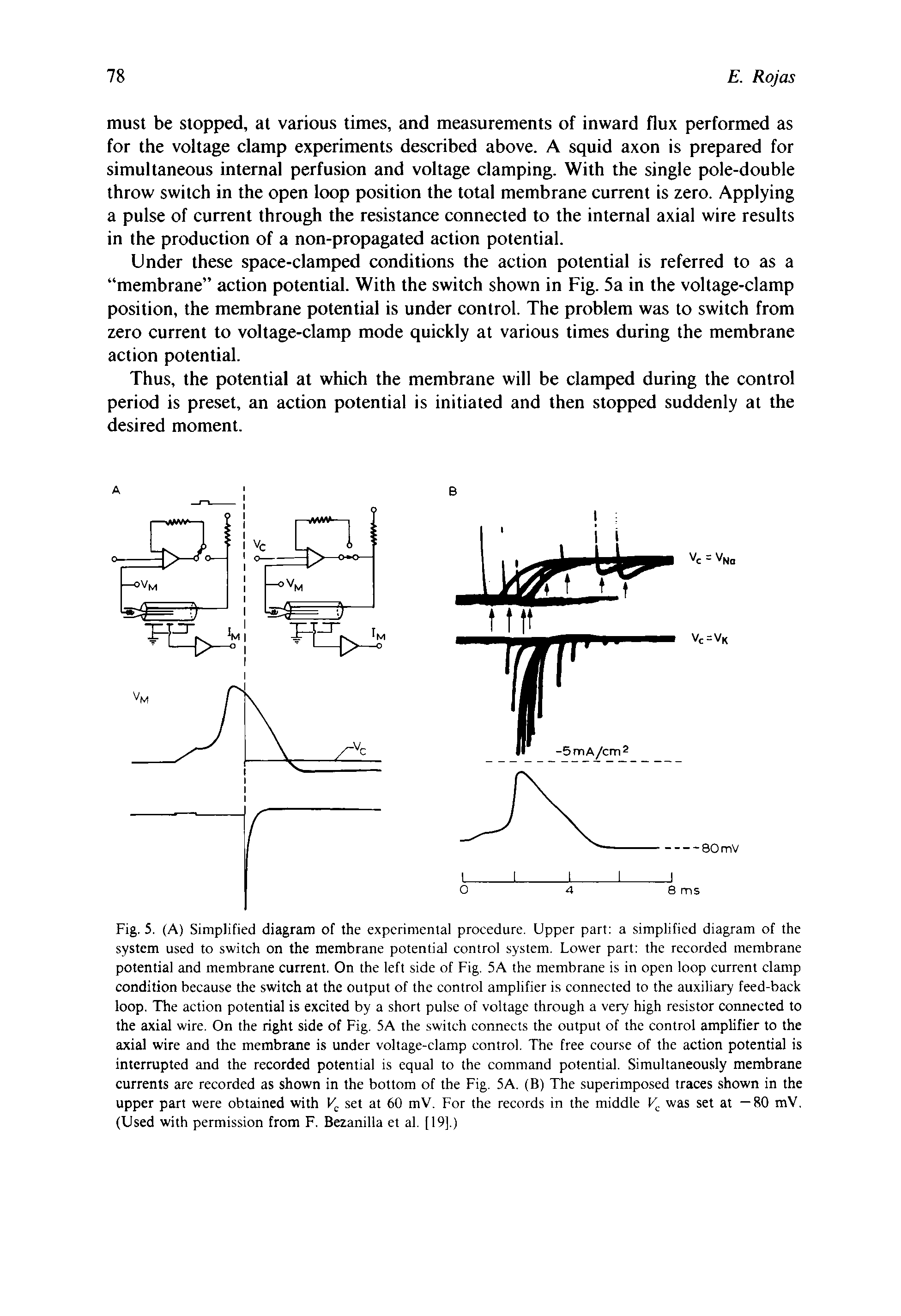 Fig. 5. (A) Simplified diagram of the experimcnlal procedure. Upper part a simplified diagram of the system used to switch on the membrane potential control system. Lower part the recorded membrane potential and membrane current. On the left side of Fig. 5A the membrane is in open loop current clamp condition because the switch at the output of the control amplifier is connected to the auxiliary feed-back loop. The action potential is excited by a short pulse of voltage through a very high resistor connected to the axial wire. On the right side of Fig. 5A the switch connects the output of the control amplifier to the axial wire and the membrane is under voltage-clamp control. The free course of the action potential is interrupted and the recorded potential is equal to the command potential. Simultaneously membrane currents are recorded as shown in the bottom of the Fig. 5A. (B) The superimposed traces shown in the upper part were obtained with set at 60 mV. For the records in the middle was set at —80 mV. (Used with permission from F. Bezanilla et al. [19].)...