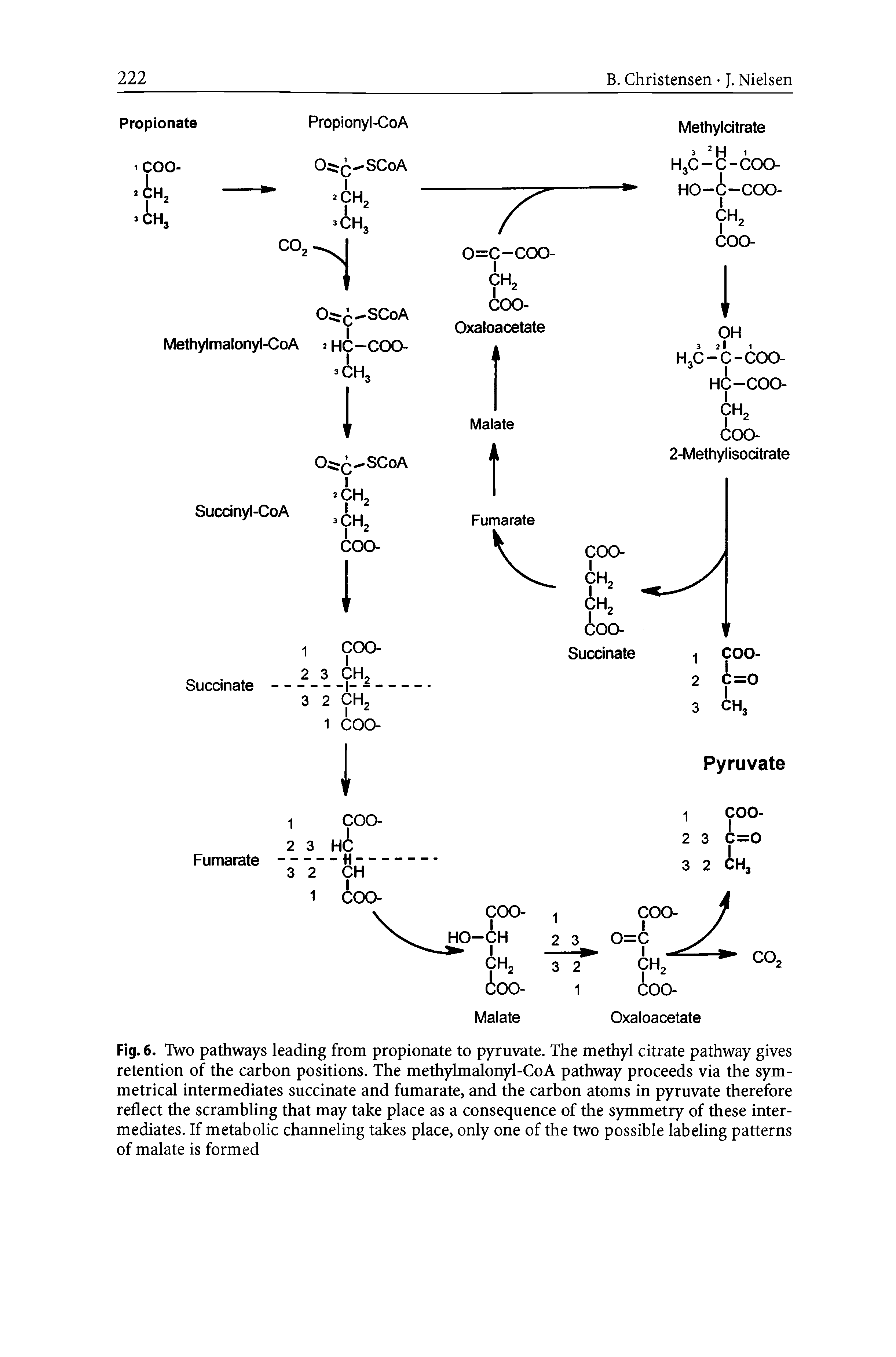 Fig. 6. Two pathways leading from propionate to pyruvate. The methyl citrate pathway gives retention of the carbon positions. The methylmalonyl-CoA pathway proceeds via the symmetrical intermediates succinate and fumarate, and the carbon atoms in pyruvate therefore reflect the scrambling that may take place as a consequence of the symmetry of these intermediates. If metabolic channeling takes place, only one of the two possible labeling patterns of malate is formed...