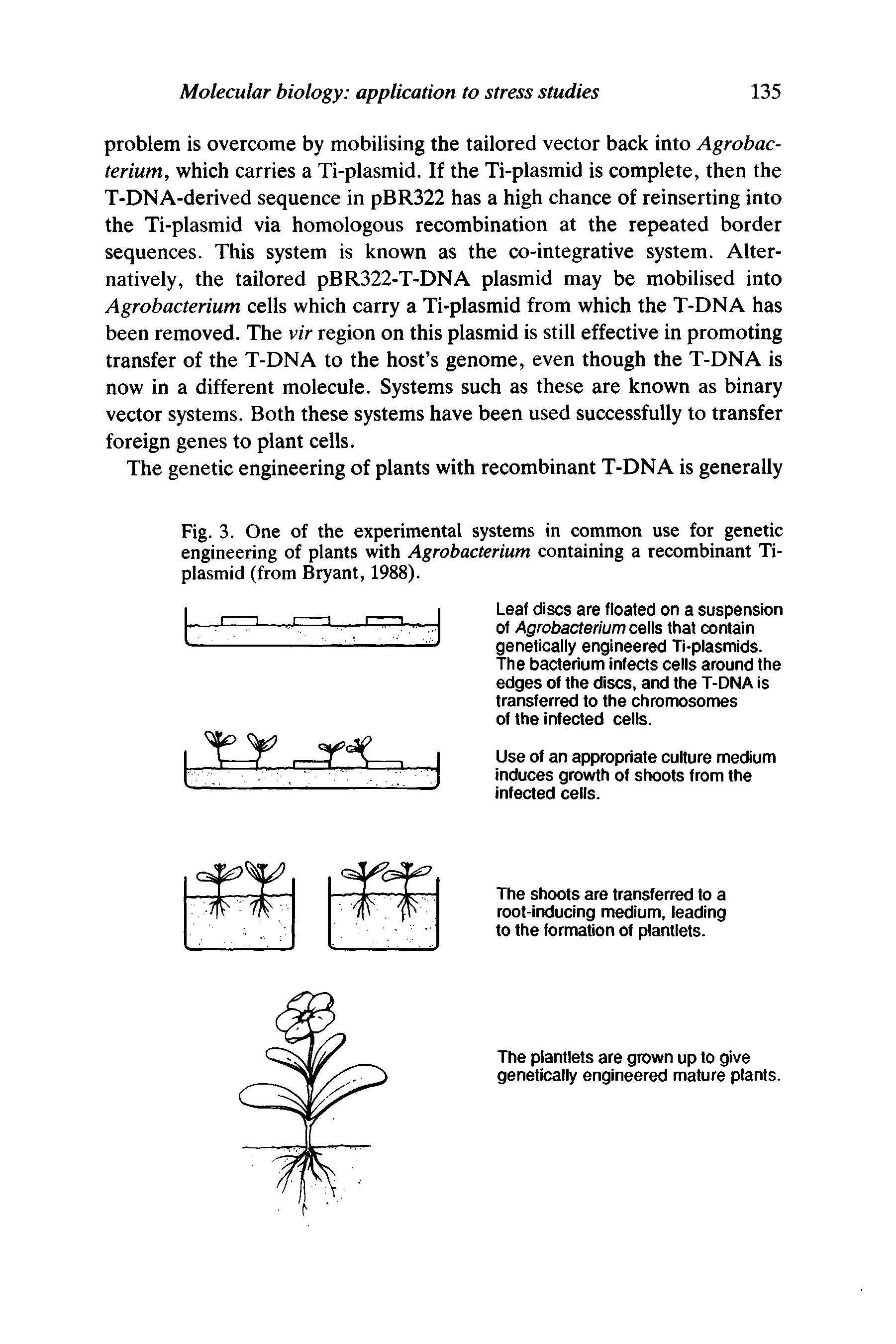Fig. 3. One of the experimental systems in common use for genetic engineering of plants with Agrobacterium containing a recombinant Ti-plasmid (from Bryant, 1988).