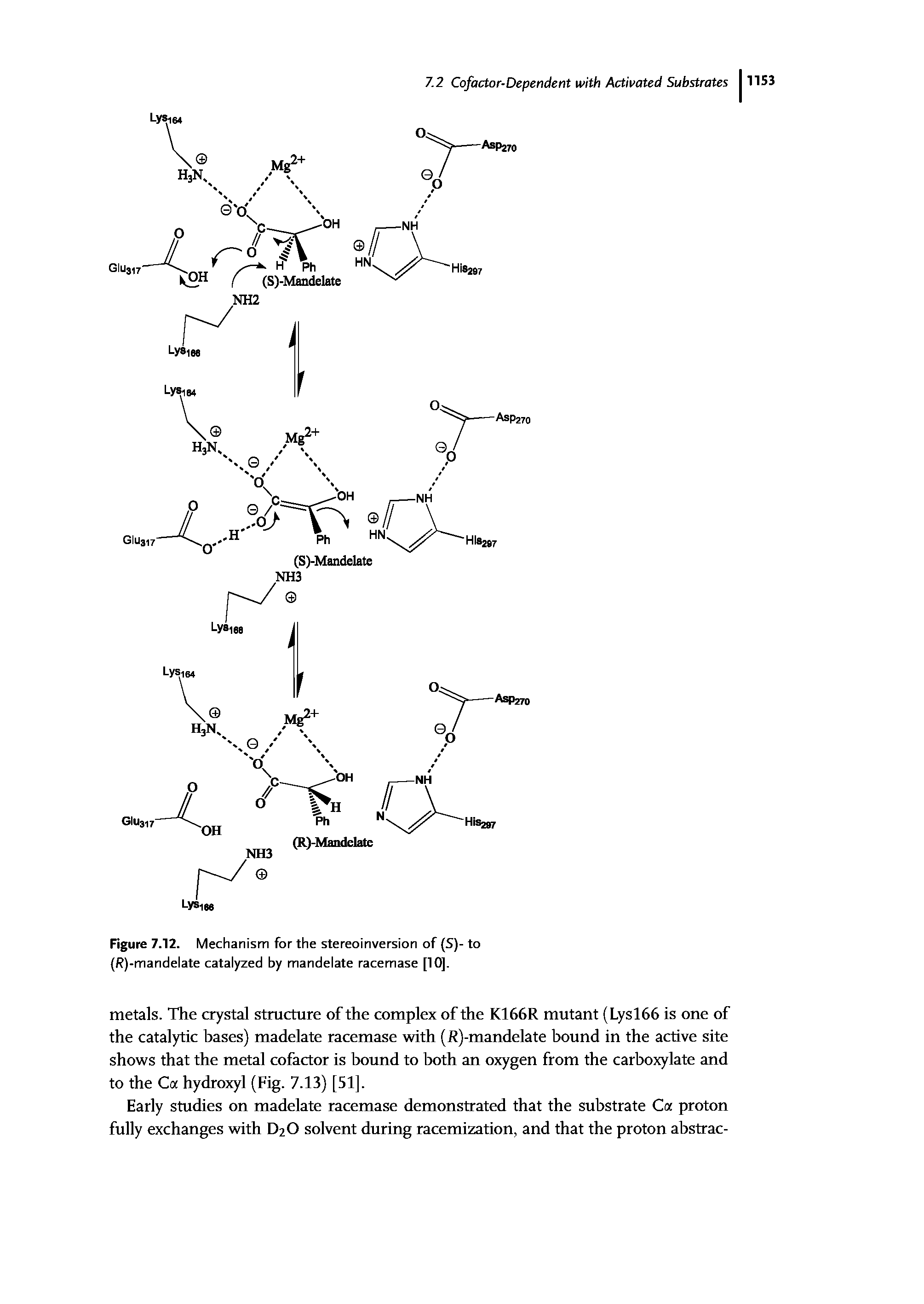 Figure 7.12. Mechanism for the stereoinversion of (S)- to (R)-mandelate catalyzed by mandelate racemase [10],...