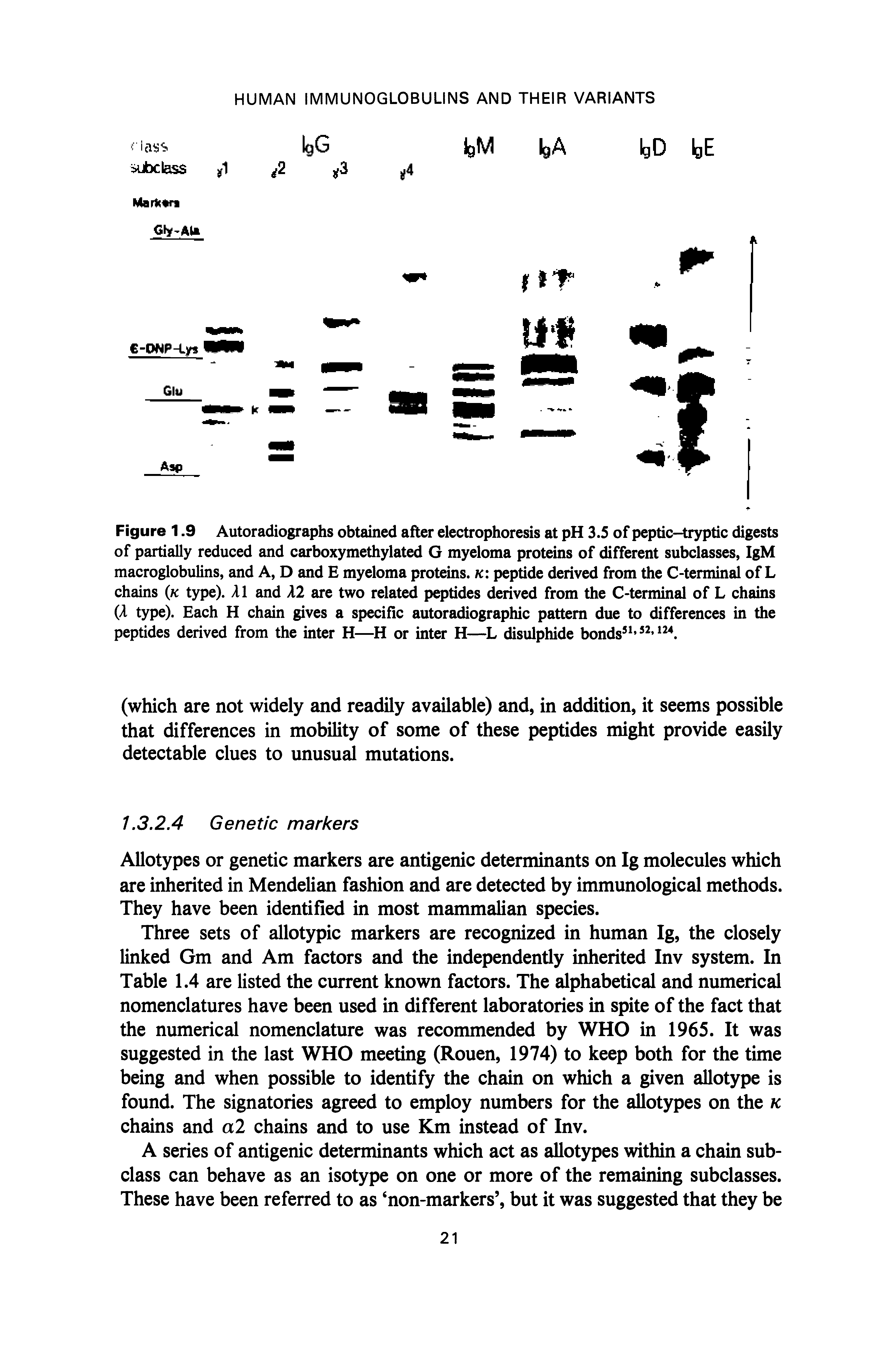 Figure 1.9 Autoradiographs obtained after electrophoresis at pH 3.5 of peptic-tryptic digests of partially reduced and carboxymethylated G myeloma proteins of different subclasses, IgM macroglobulins, and A, D and E myeloma proteins. k peptide derived from the C-terminal of L chains k type). A1 and A2 are two related peptides derived from the C-terminal of L chains (A type). Each H chain gives a specific autoradiographic pattern due to differences in the peptides derived from the inter H—H or inter H—L disulphide bonds . ...