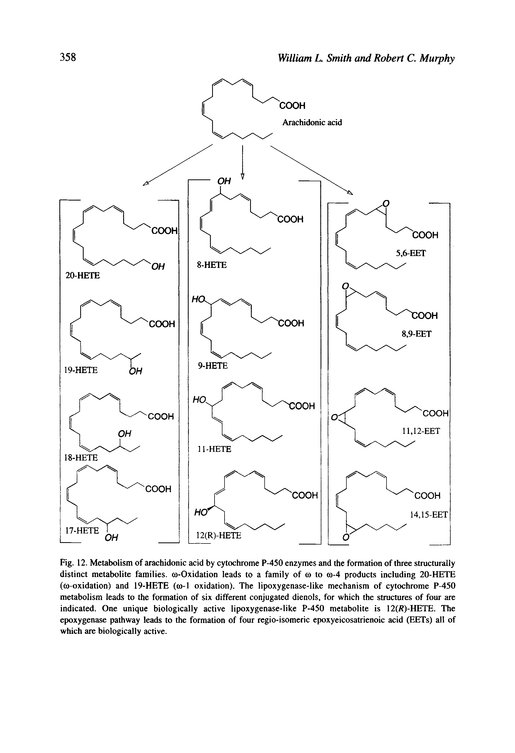 Fig. 12. Metabolism of arachidonic acid by cytochrome P-450 enzymes and the formation of three structurally distinct metabolite families. <o-Oxidation leads to a family of to to w-4 products including 20-HETE ((o-oxidation) and 19-HETE (co-1 oxidation). The lipoxygenase-like mechanism of cytochrome P-450 metabolism leads to the formation of six different conjugated dienols, for which the structures of four are indicated. One unique biologically active lipoxygenase-like P-450 metabolite is 12(/f)-HETE. The epoxygenase pathway leads to the formation of four regio-isomeric epoxyeicosatrienoic acid (EETs) all of which are biologically active.