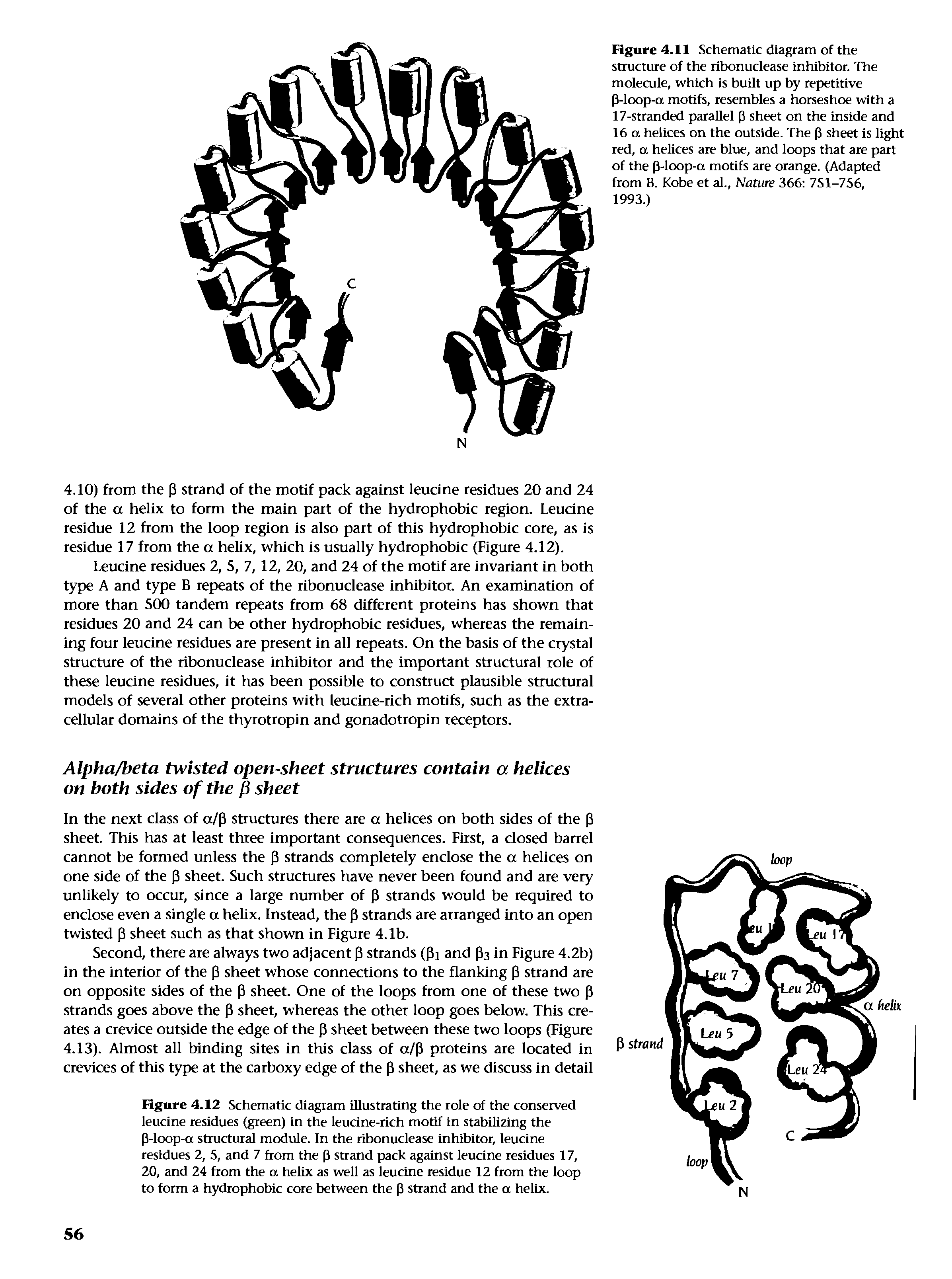 Figure 4.11 Schematic diagram of the structure of the ribonuclease inhibitor. The molecule, which is built up by repetitive P-loop-a motifs, resembles a horseshoe with a 17-stranded parallel p sheet on the inside and 16 a helices on the outside. The P sheet is light red, a helices are blue, and loops that are part of the p-loop-(x motifs are orange. (Adapted from B. Kobe et al.. Nature 366 7S1-756,...