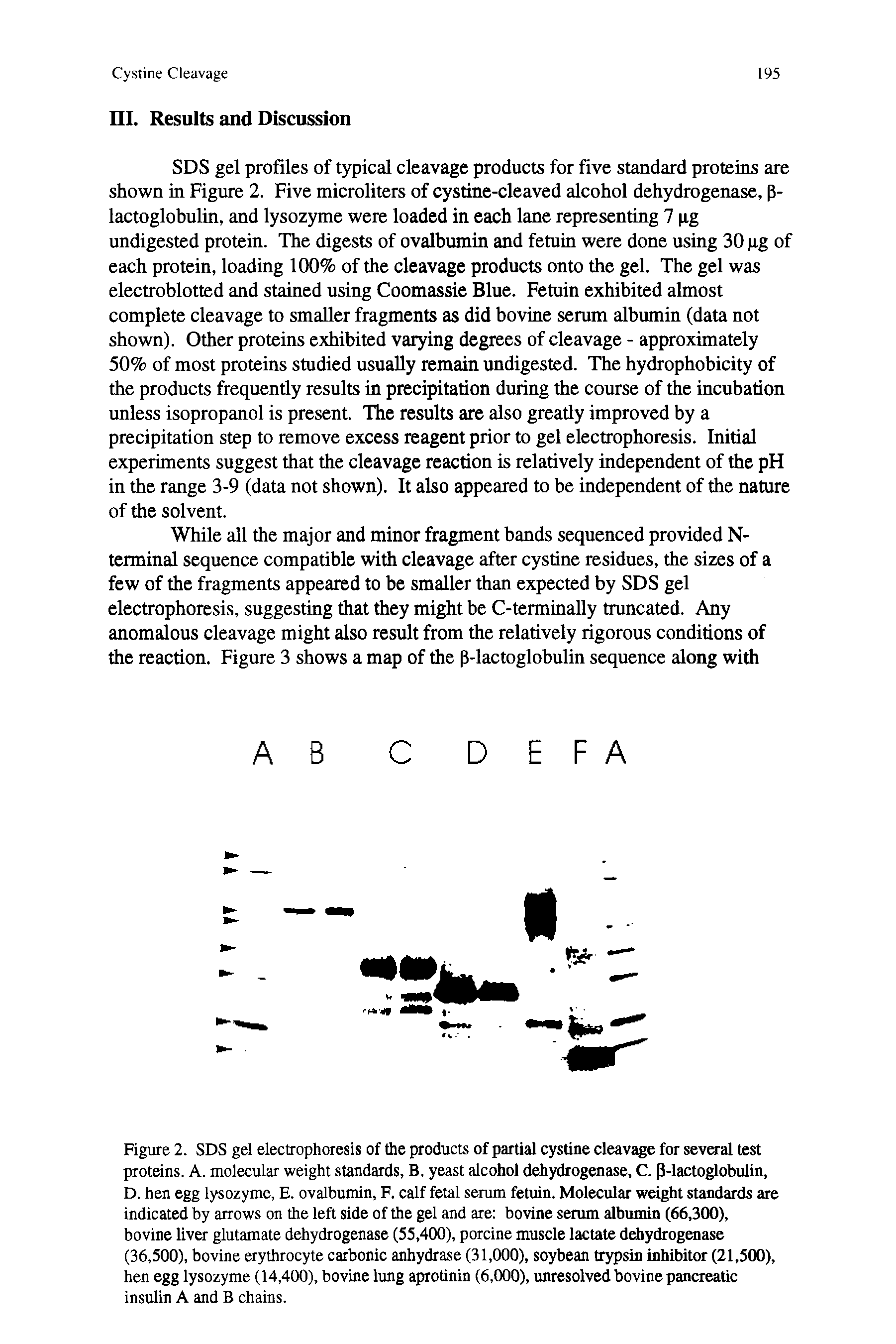 Figure 2. SDS gel electrophoresis of the products of partial cystine cleavage for several test proteins. A. molecular weight standards, B. yeast alcohol dehydrogenase. C. P-lactoglobulin, D. hen egg lysozyme, E. ovalbumin, F. calf fetal serum fetuin. Molecular weight standards are indicated by arrows on the left side of the gel and are bovine serum albumin (66,300), bovine liver glutamate dehydrogenase (55,400), porcine muscle lactate ddiydiogenase (36,500), bovine erythrocyte carbonic anhydrase (31,000), soybean trypsin inhibitor (21,500), hen egg lysozyme (14,400), bovine lung aprotinin (6,000), unresolved bovine pancreatic insulin A and B chains.
