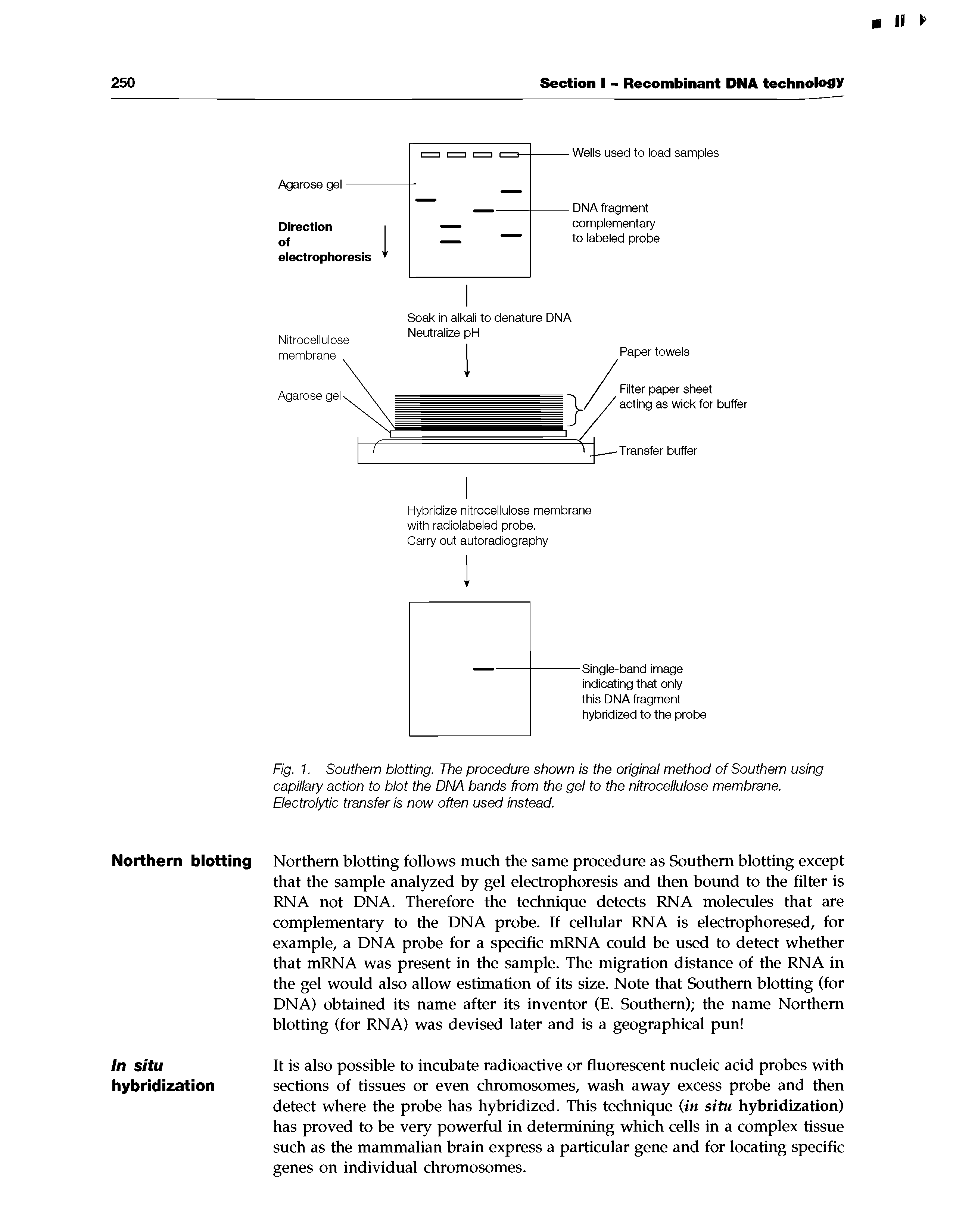 Fig. 1. Southern blotting. The procedure shown is the original method of Southern using capillary action to blot the DNA bands from the gel to the nitrocellulose membrane. Electrolytic transfer is now often used instead.