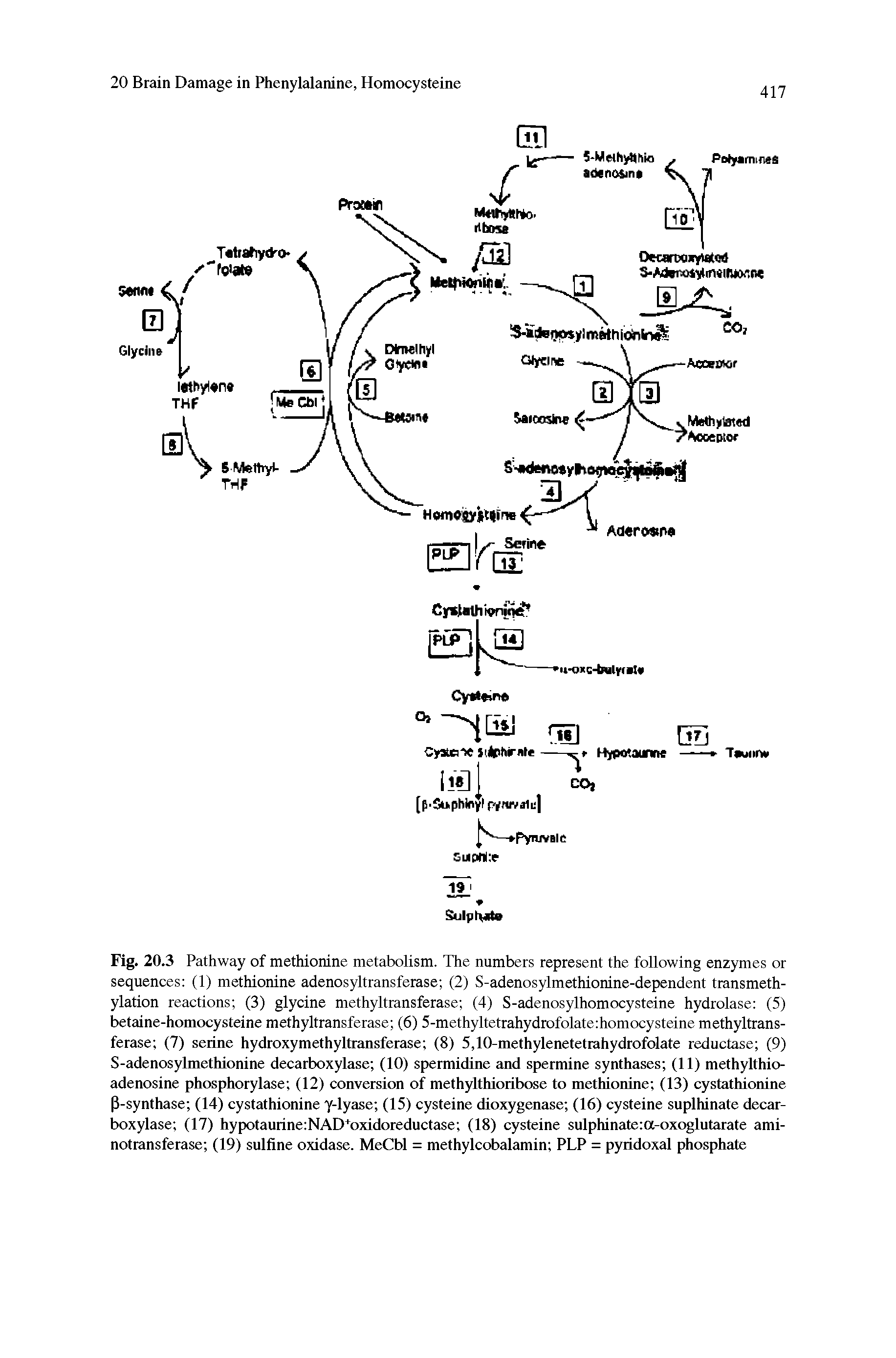 Fig. 20.3 Pathway of methionine metabolism. The numbers represent the following enzymes or sequences (1) methionine adenosyltransferase (2) S-adenosylmethionine-dependent transmethylation reactions (3) glycine methyltransferase (4) S-adenosylhomocysteine hydrolase (5) betaine-homocysteine methyltransferase (6) 5-methyltetrahydrofolate homocysteine methyltransferase (7) serine hydroxymethyltransferase (8) 5,10-methylenetetrahydrofolate reductase (9) S-adenosylmethionine decarboxylase (10) spermidine and spermine synthases (11) methylthio-adenosine phosphorylase (12) conversion of methylthioribose to methionine (13) cystathionine P-synthase (14) cystathionine y-lyase (15) cysteine dioxygenase (16) cysteine suplhinate decarboxylase (17) hypotaurine NAD oxidoreductase (18) cysteine sulphintite a-oxoglutarate aminotransferase (19) sulfine oxidase. MeCbl = methylcobalamin PLP = pyridoxal phosphate...
