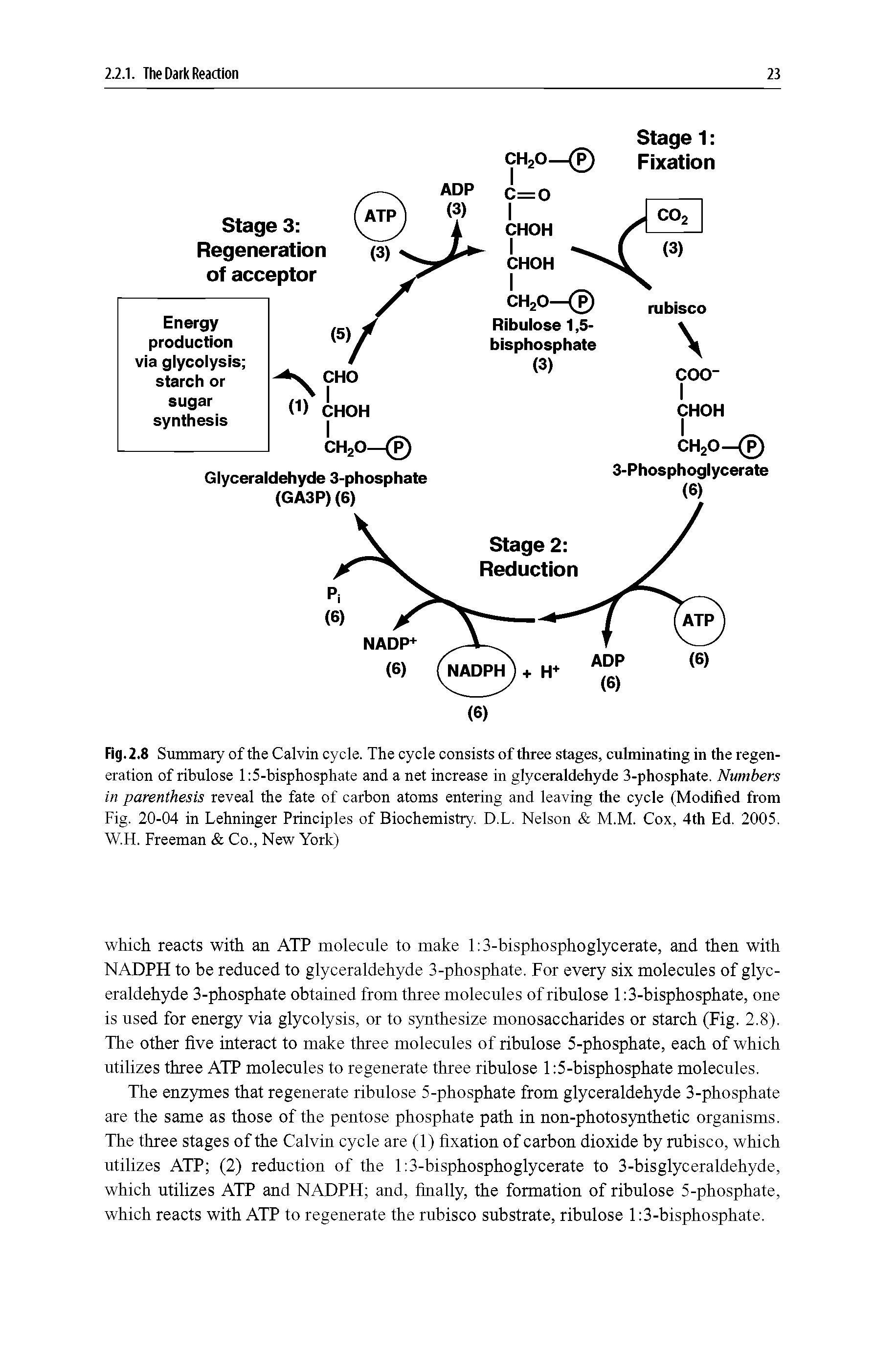 Fig. 2.8 Summary of the Calvin cycle. The cycle consists of three stages, culminating in the regeneration of ribulose 1 5-bisphosphate and a net increase in glyceraldehyde 3-phosphate. Numbers in parenthesis reveal the fate of carbon atoms entering and leaving the cycle (Modified from Fig. 20-04 in Lehninger Principles of Biochemistry. D.L. Nelson M.M. Cox, 4th Ed. 2005. W.H. Freeman Co., New York)...