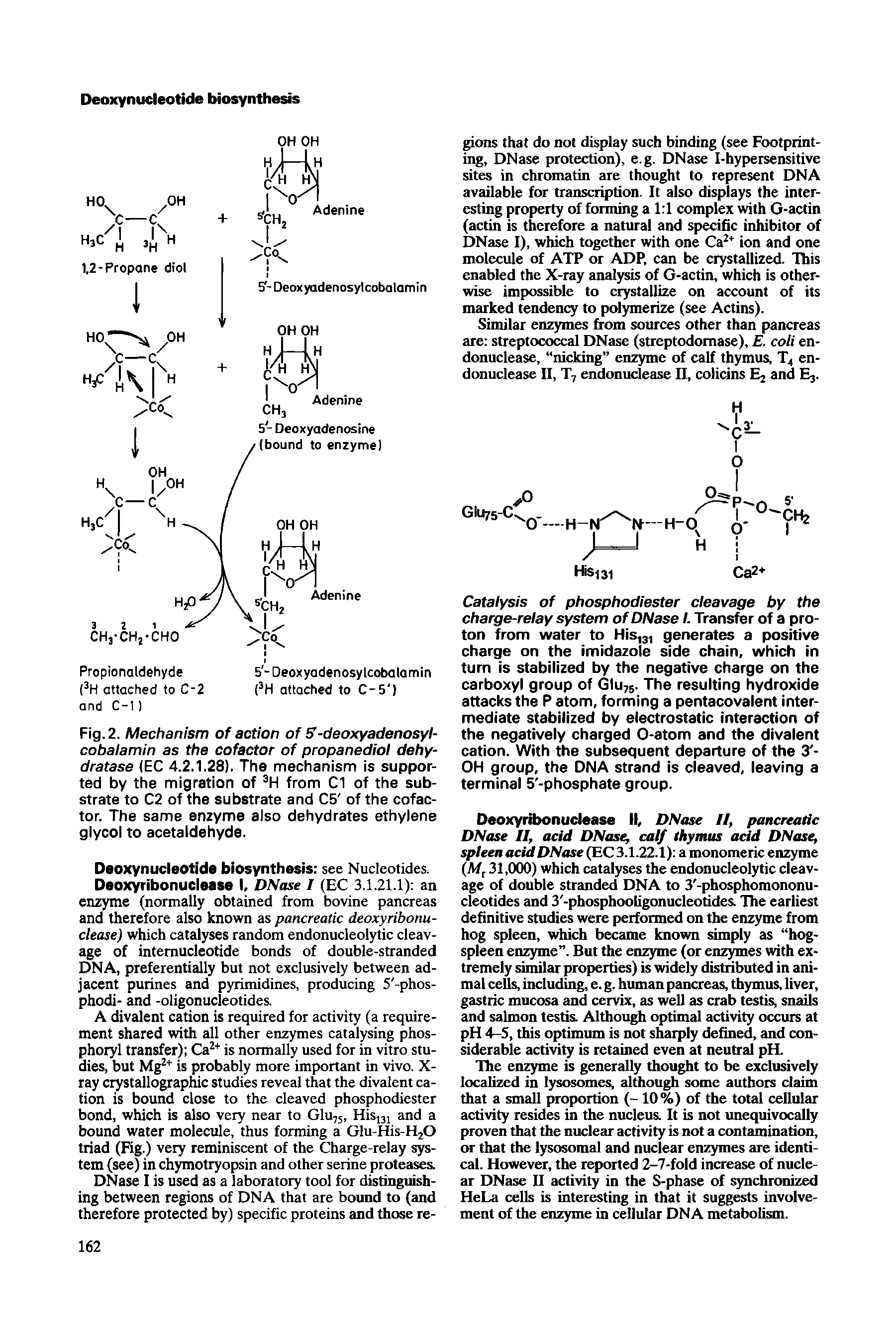 Fig. 2. Mechanism of action of 5-deoxyadenosyl-cobalamin as the cofactor of propanediol dehydratase (EC 4.2.1.28). The mechanism is supported by the migration of from Cl of the substrate to C2 of the substrate and C5 of the cofactor. The same enzyme aiso dehydrates ethylene giycoi to acetaidehyde.