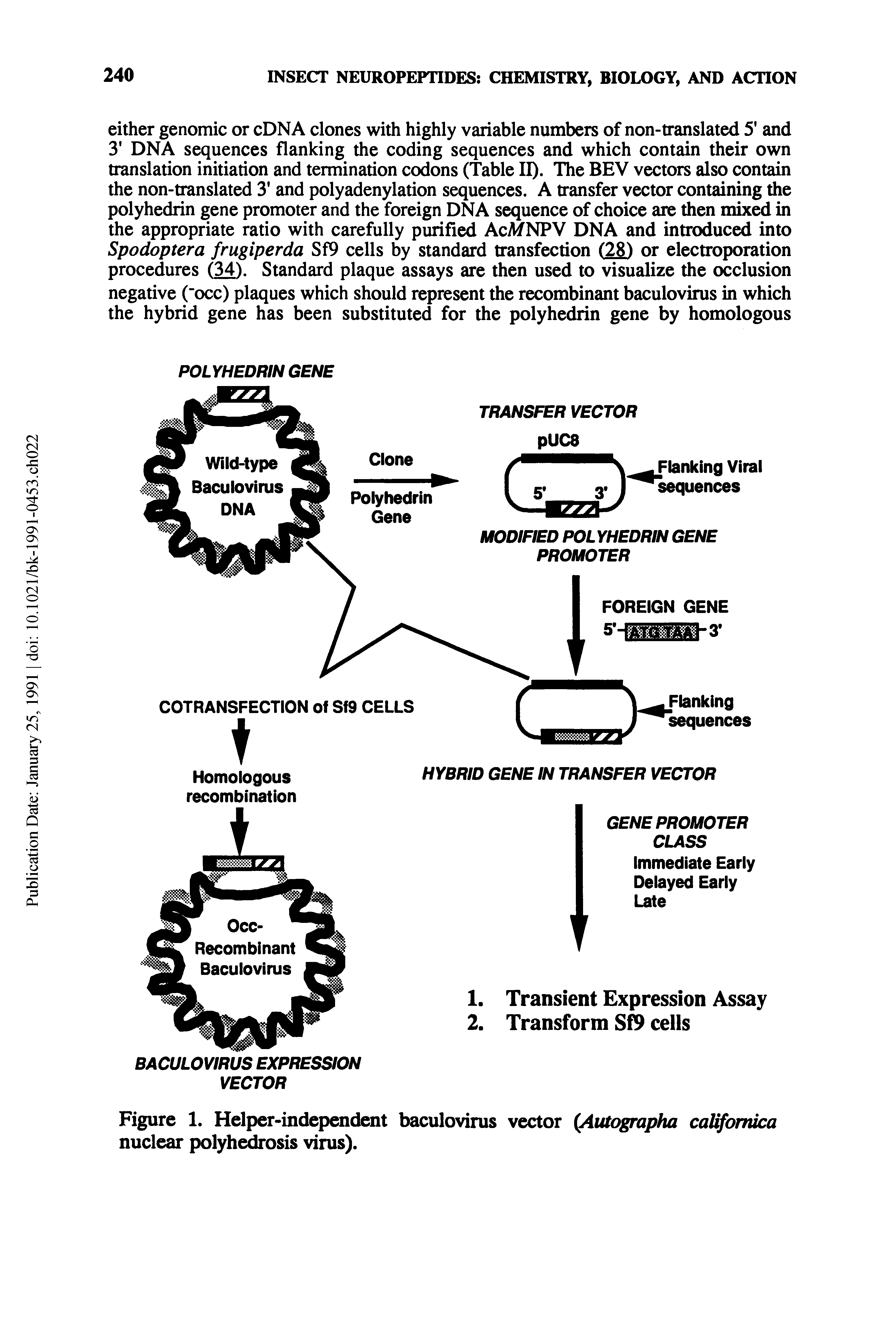 Figure 1. Helper-independent baculovirus vector (Autographa cattfomica nuclear polyhedrosis virus).