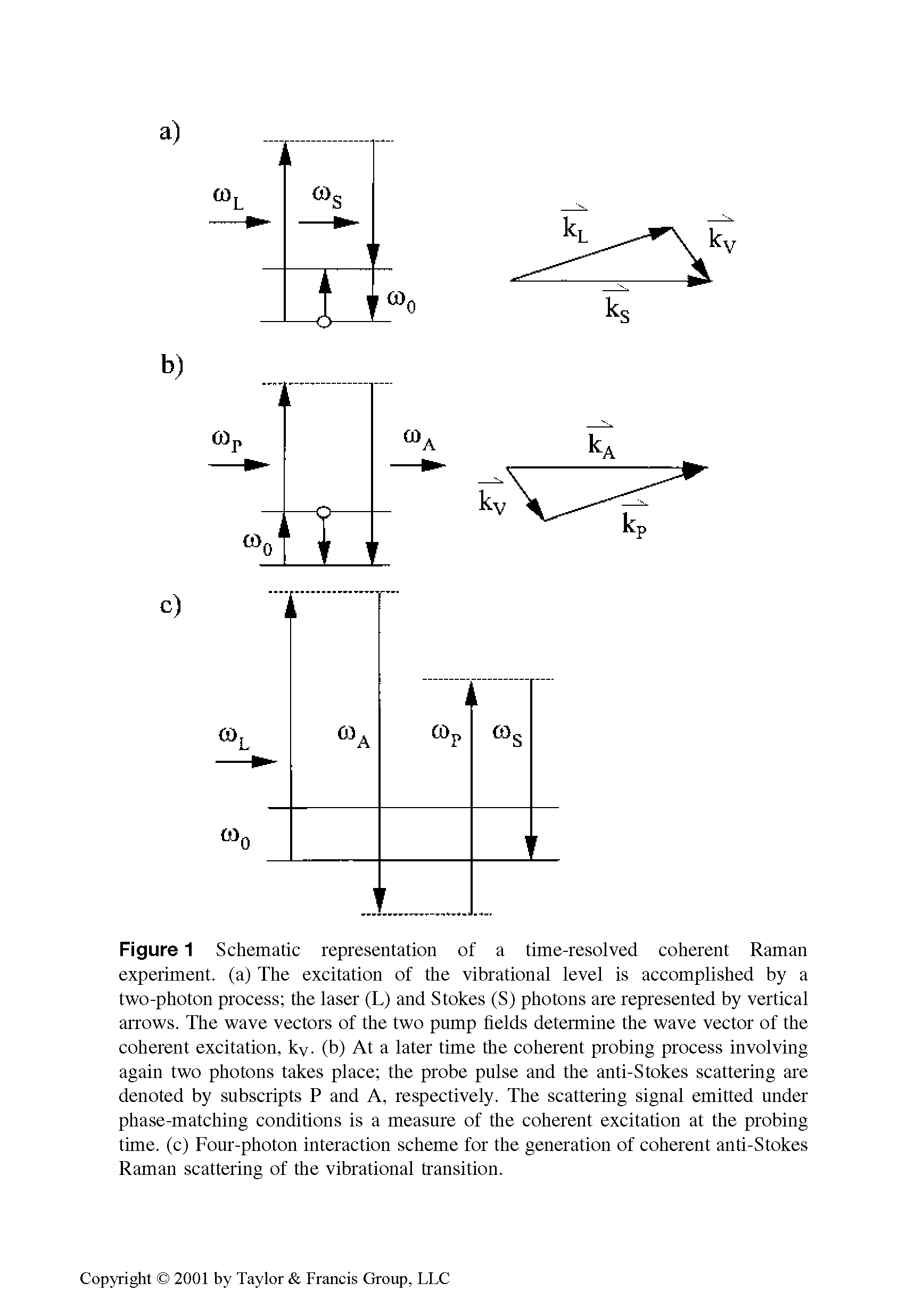 Figure 1 Schematic representation of a time-resolved coherent Raman experiment, (a) The excitation of the vibrational level is accomplished by a two-photon process the laser (L) and Stokes (S) photons are represented by vertical arrows. The wave vectors of the two pump fields determine the wave vector of the coherent excitation, kv. (b) At a later time the coherent probing process involving again two photons takes place the probe pulse and the anti-Stokes scattering are denoted by subscripts P and A, respectively. The scattering signal emitted under phase-matching conditions is a measure of the coherent excitation at the probing time, (c) Four-photon interaction scheme for the generation of coherent anti-Stokes Raman scattering of the vibrational transition.