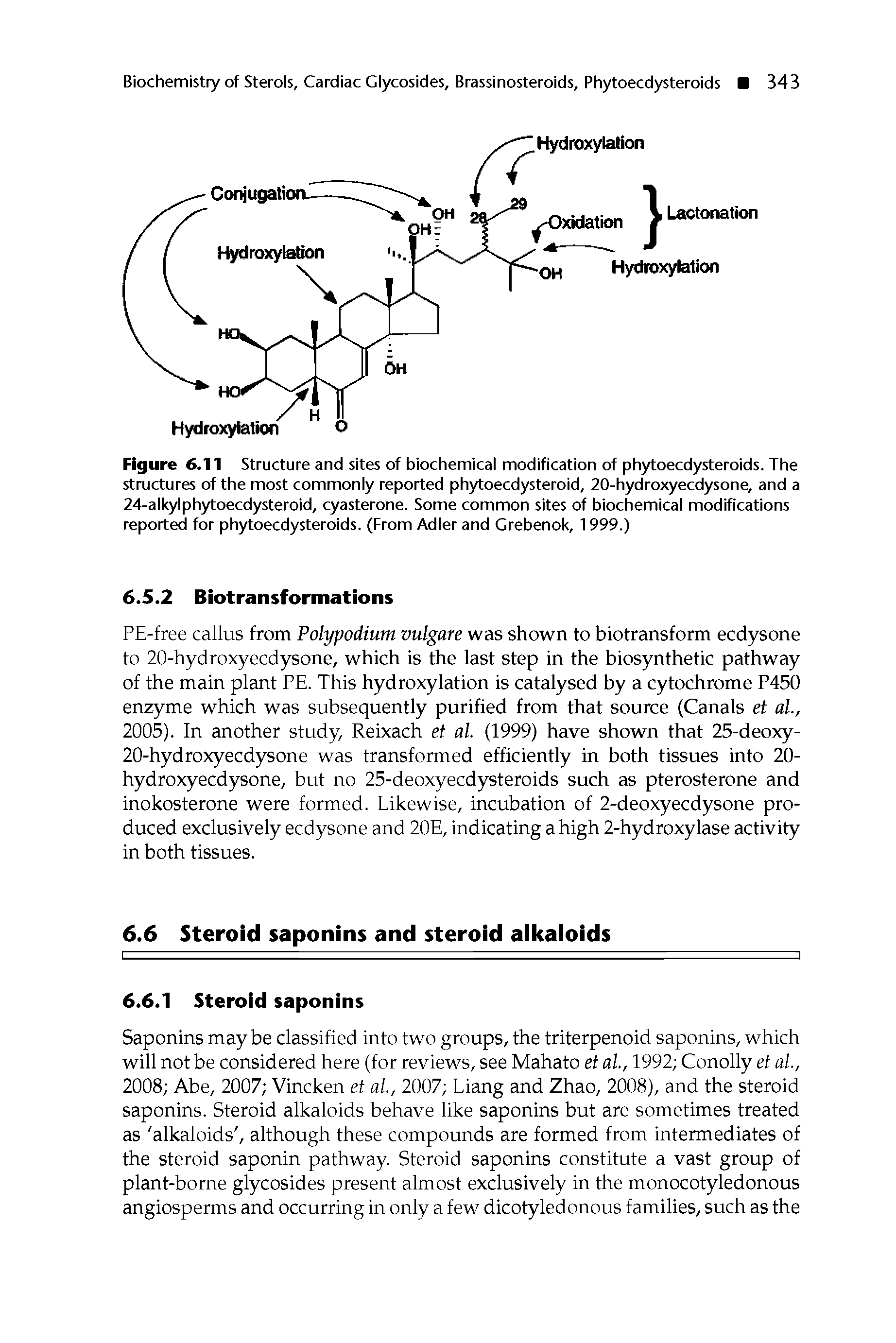 Figure 6.11 Structure and sites of biochemical modification of phytoecdysteroids. The structures of the most commonly reported phytoecdysteroid, 20-hydroxyecdysone, and a 24-alkylphytoecdysteroid, cyasterone. Some common sites of biochemical modifications reported for phytoecdysteroids. (From Adler and Grebenok, 1999.)...