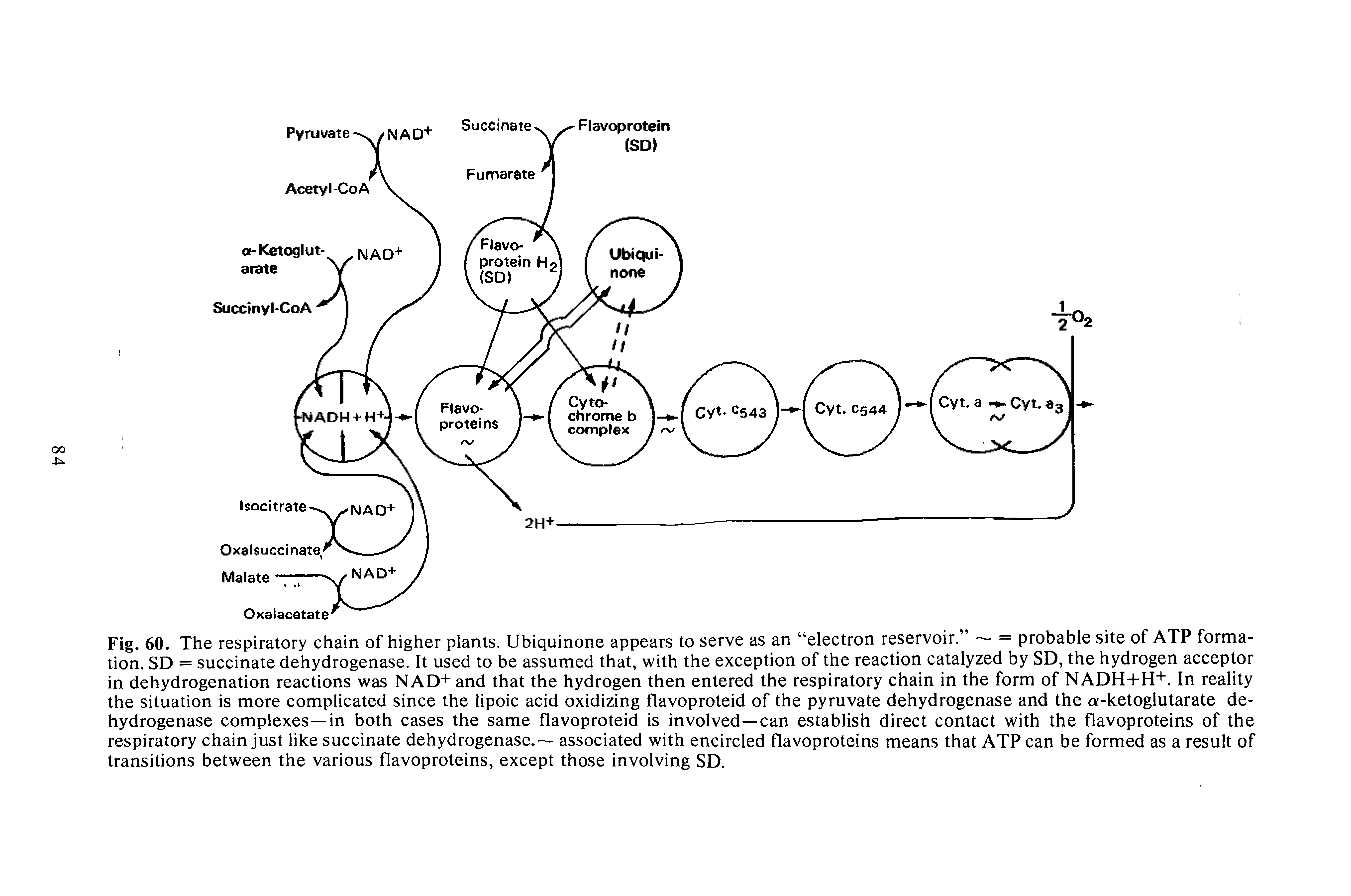 Fig. 60. The respiratory chain of higher plants. Ubiquinone appears to serve as an electron reservoir. = probable site of ATP formation. SD = succinate dehydrogenase. It used to be assumed that, with the exception of the reaction catalyzed by SD, the hydrogen acceptor in dehydrogenation reactions was NAD+ and that the hydrogen then entered the respiratory chain in the form of NADH+H+. In reality the situation is more complicated since the lipoic acid oxidizing flavoproteid of the pyruvate dehydrogenase and the a-ketoglutarate dehydrogenase complexes—in both cases the same flavoproteid is involved—can establish direct contact with the flavoproteins of the respiratory chain just like succinate dehydrogenase. associated with encircled flavoproteins means that ATP can be formed as a result of transitions between the various flavoproteins, except those involving SD.