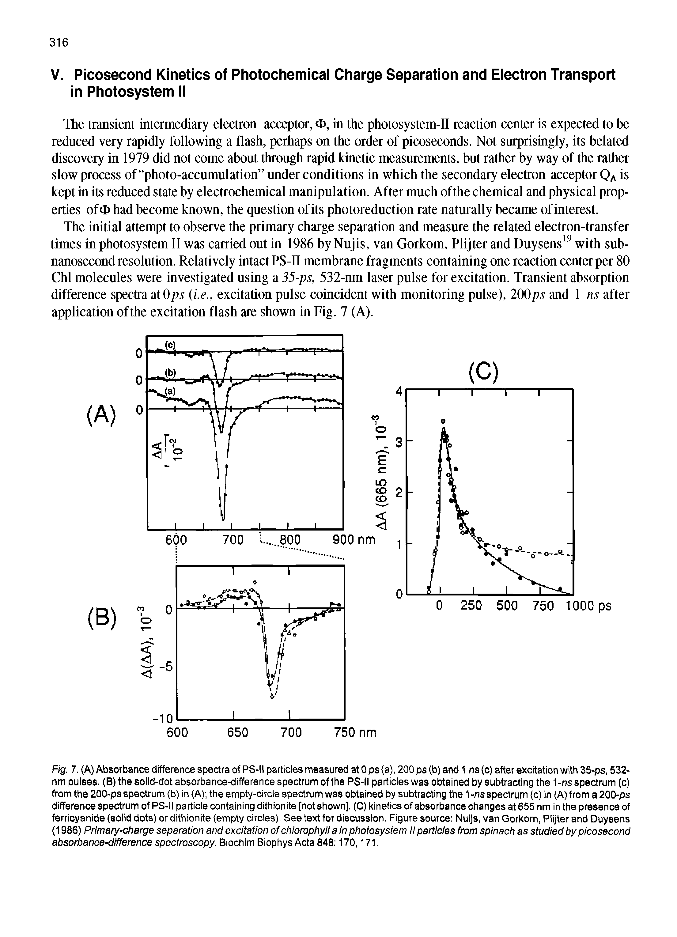 Fig. 7. (A) Absorbance difference spectra of PS-II particles measured at 0 ps (a), 200 ps (b) and 1 ns (c) after excitation with 35-ps, 532-nm pulses. (B) the solid-dot absorbance-difference spectrum of the PS-II particles was obtained by subtracting the 1-ns spectrum (c) from the 200-ps spectrum (b) in (A) the empty-circie spectrum was obtained by subtracting the 1 -ns spectrum (c) in (A) from a 200-ps difference spectrum of PS-II particle containing dithionite [not shown], (C) kinetics of absorbance changes at 655 nm in the presence of ferricyanide (solid dots) or dithionite (empty circles). See text for discussion. Figure source Nuijs, van Gorkom, Plijter and Duysens (1986) Primary-charge separation and excitation of chlorophyll a in photosystem II particles from spinach as studied by picosecond absorbance-difference spectroscopy. Biochim BiophysActa 848 170,171.