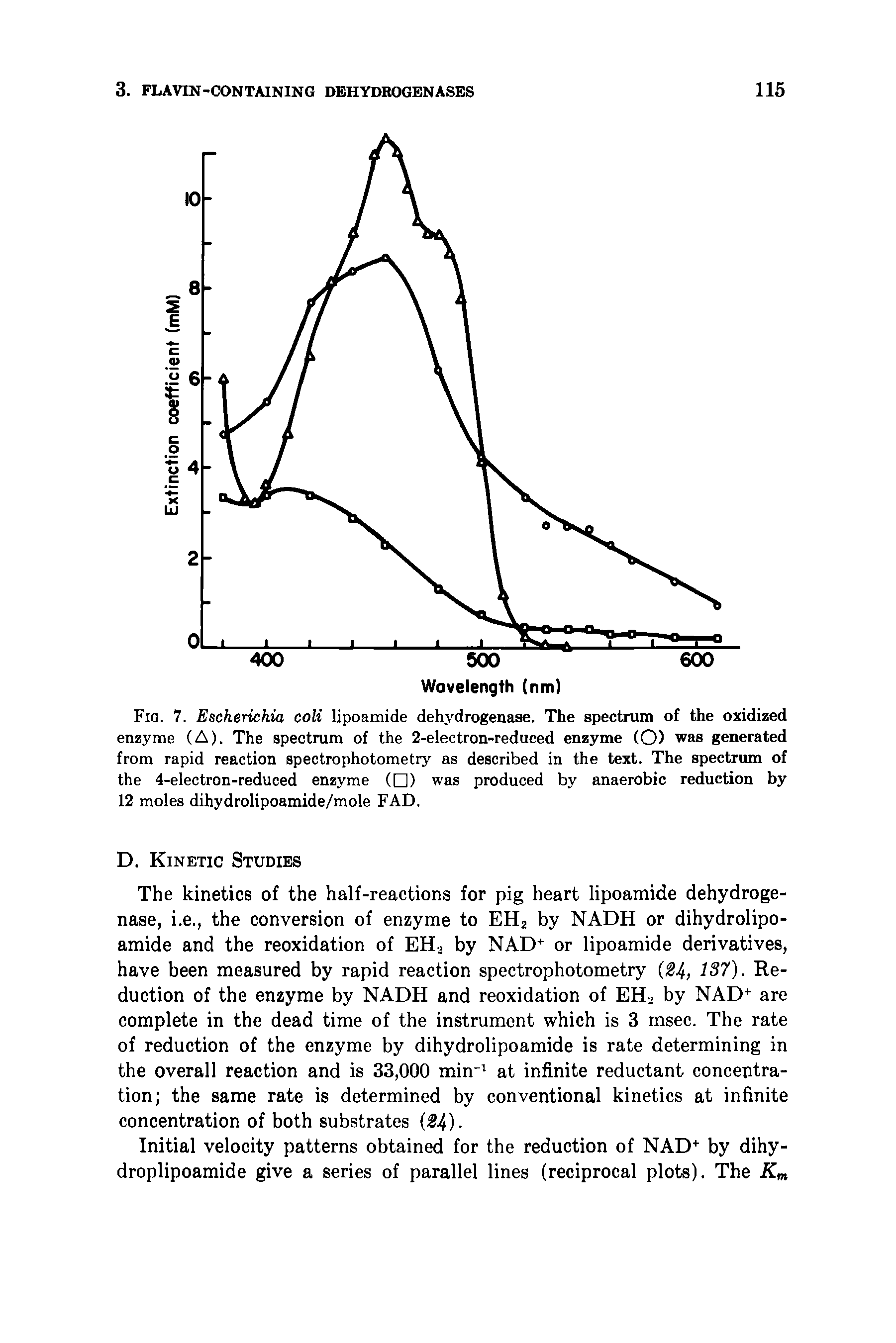 Fig. 7. Escherichia coli lipoatnide dehydrogenase. The spectrum of the oxidized enzyme (A). The spectrum of the 2-electron-reduced enzyme (O) was generated from rapid reaction spectrophotometry as described in the text. The spectrum of the 4-electron-reduced enzyme ( ) was produced by anaerobic reduction by 12 moles dihydrolipoamide/mole FAD.