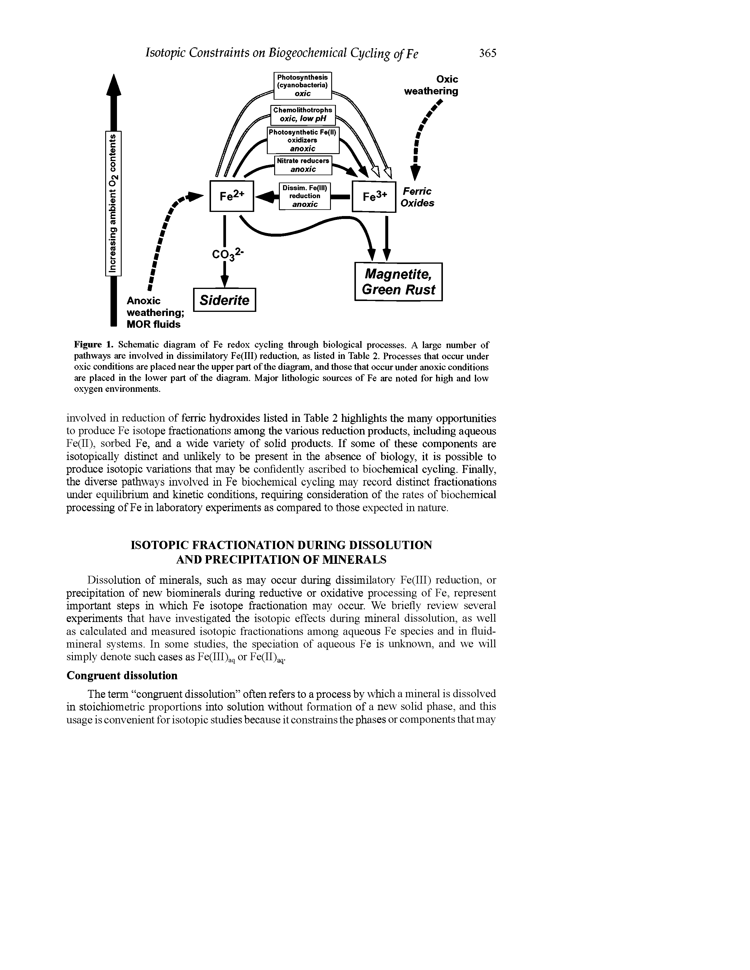 Figure 1. Schematic diagram of Fe redox cycling through biological processes. A large number of pathways are involved in dissimilatory Fe(III) reduction, as listed in Table 2. Processes that occur under oxic conditions are placed near the upper part of the diagram, and those that occur under anoxic conditions are placed in the lower part of the diagram. Major lithologic sources of Fe are noted for high and low oxygen environments.