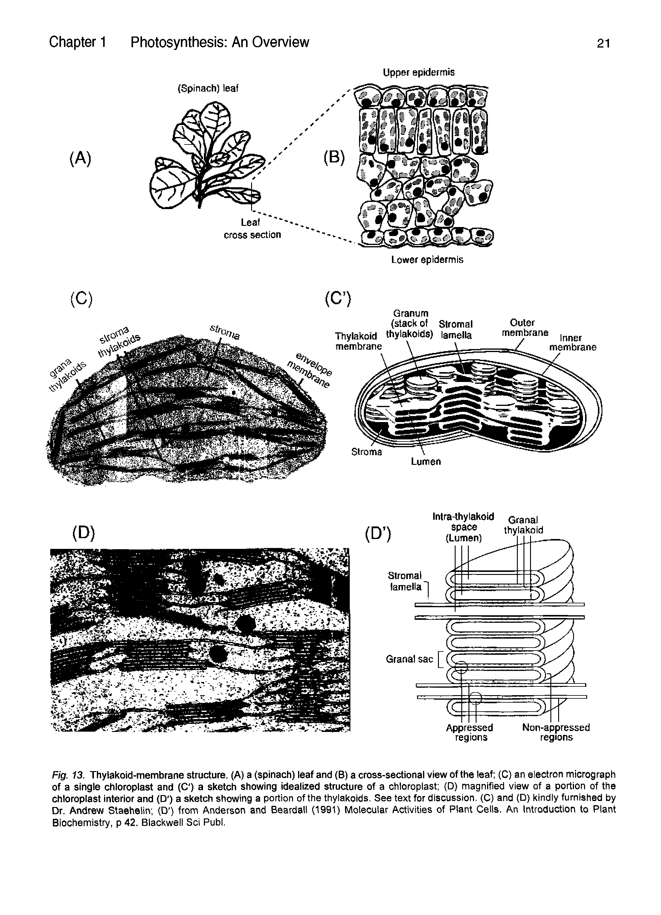 Fig. 13. Thylakoid-membrane structure. (A) a (spinach) leaf and (B) a cross-sectional view of the leaf (C) an electron micrograph of a single chloroplast and (O ) a sketch showing idealized structure of a chloroplast (D) magnified view of a portion of the chloroplast interior and (O ) a sketch showing a portion of the thylakoids. See text for discussion. (C) and (D) kindly furnished by Dr. Andrew Staehelin (D ) from Anderson and Beardall (1991) Molecular Activities of Plant Cells. An Introduction to Plant Biochemistry, p 42. Blackwell Sci Publ.