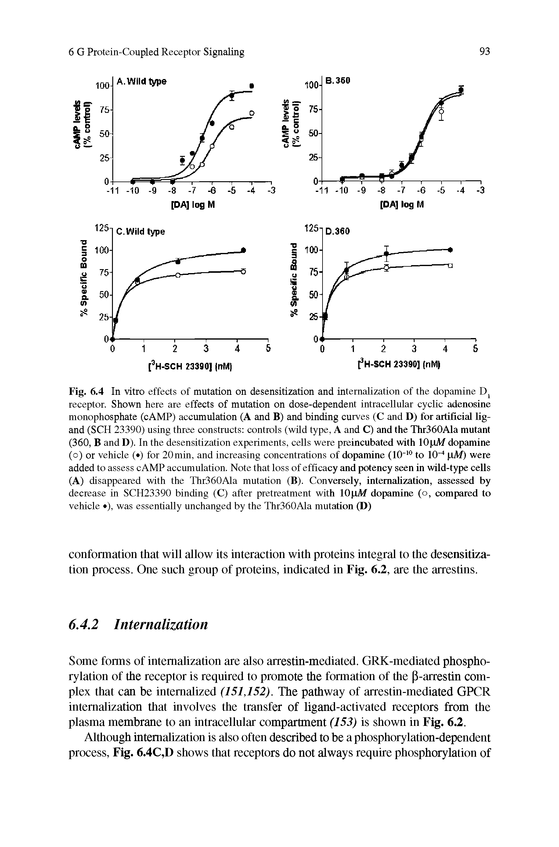 Fig. 6.4 In vitro effects of mutation on desensitization and internalization of the dopamine receptor. Shown here are effects of mutation on dose-dependent intracellular cyclic adenosine monophosphate (cAMP) accumulation (A and B) and binding curves (C and D) for artificial ligand (SCH 23390) using three constructs controls (wild type, A and C) and the Thr360Ala mutant (360, B and D). In the desensitization experiments, cells were preincubated with 10 oA/ dopamine (o) or vehicle ( ) for 20min, and increasing concentrations of dopamine (10 to 10 (iM) were added to assess cAMP accumulation. Note that loss of efficacy and potency seen in wild-type cells (A) disappeared with the Thr360Ala mutation (B). Conversely, internalization, assessed by decrease in SCH23390 binding (C) after pretreatment with lOpM dopamine (o, compared to vehicle ), was essentially unchanged by the Thr360Ala mutation (D)...
