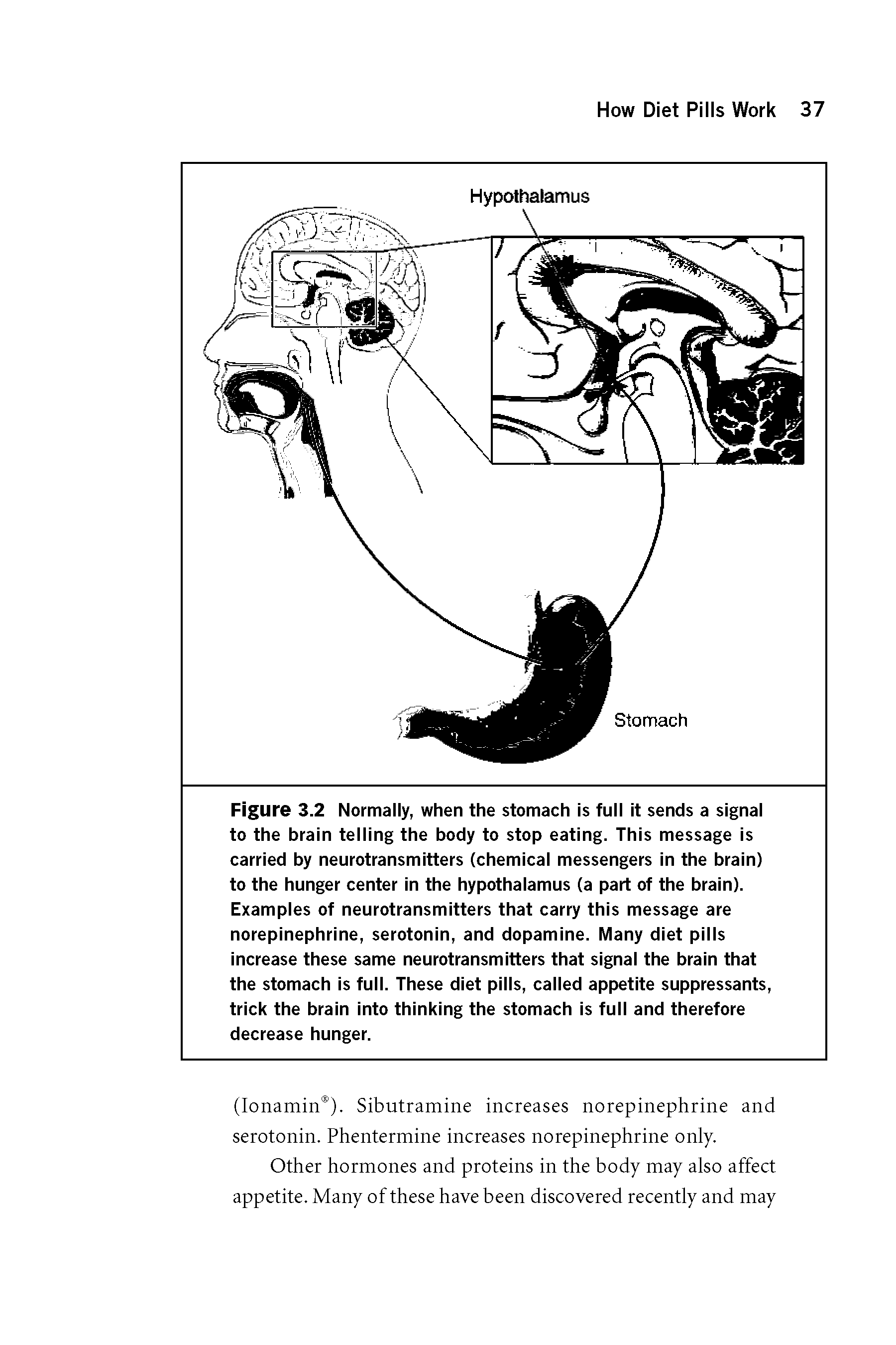 Figure 3.2 Normally, when the stomach is full it sends a signal to the brain telling the body to stop eating. This message is carried by neurotransmitters (chemical messengers in the brain) to the hunger center in the hypothalamus (a part of the brain). Examples of neurotransmitters that carry this message are norepinephrine, serotonin, and dopamine. Many diet pills increase these same neurotransmitters that signal the brain that the stomach is full. These diet pills, called appetite suppressants, trick the brain into thinking the stomach is full and therefore decrease hunger.