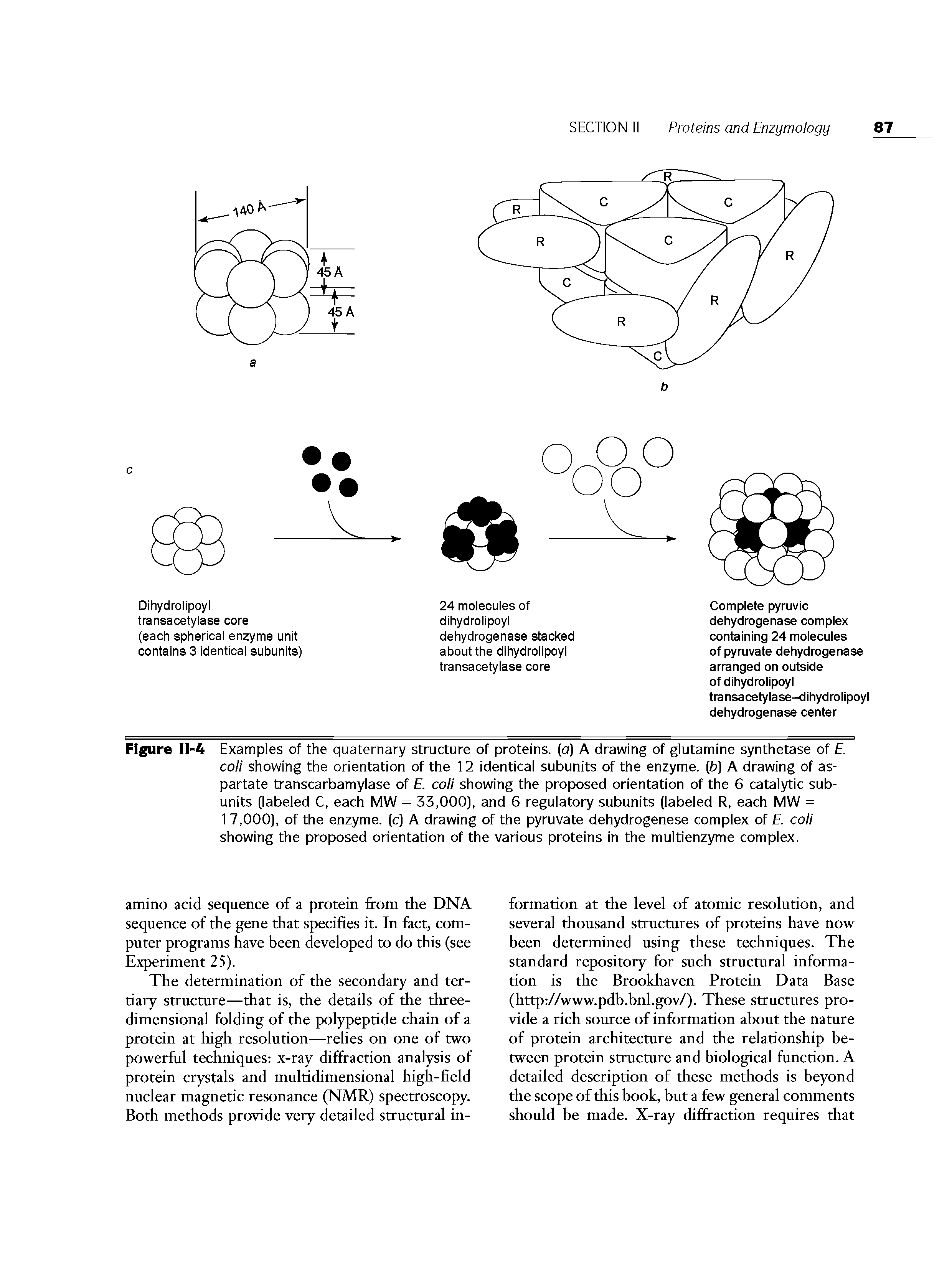 Figure II-4 Examples of the quaternary structure of proteins, (a) A drawing of glutamine synthetase of coli showing the orientation of the 12 identical subunits of the enzyme. (b) A drawing of aspartate transcarbamylase of coli showing the proposed orientation of the 6 catalytic subunits (labeled C, each MW = 33,000), and 6 regulatory subunits (labeled R, each MW =...