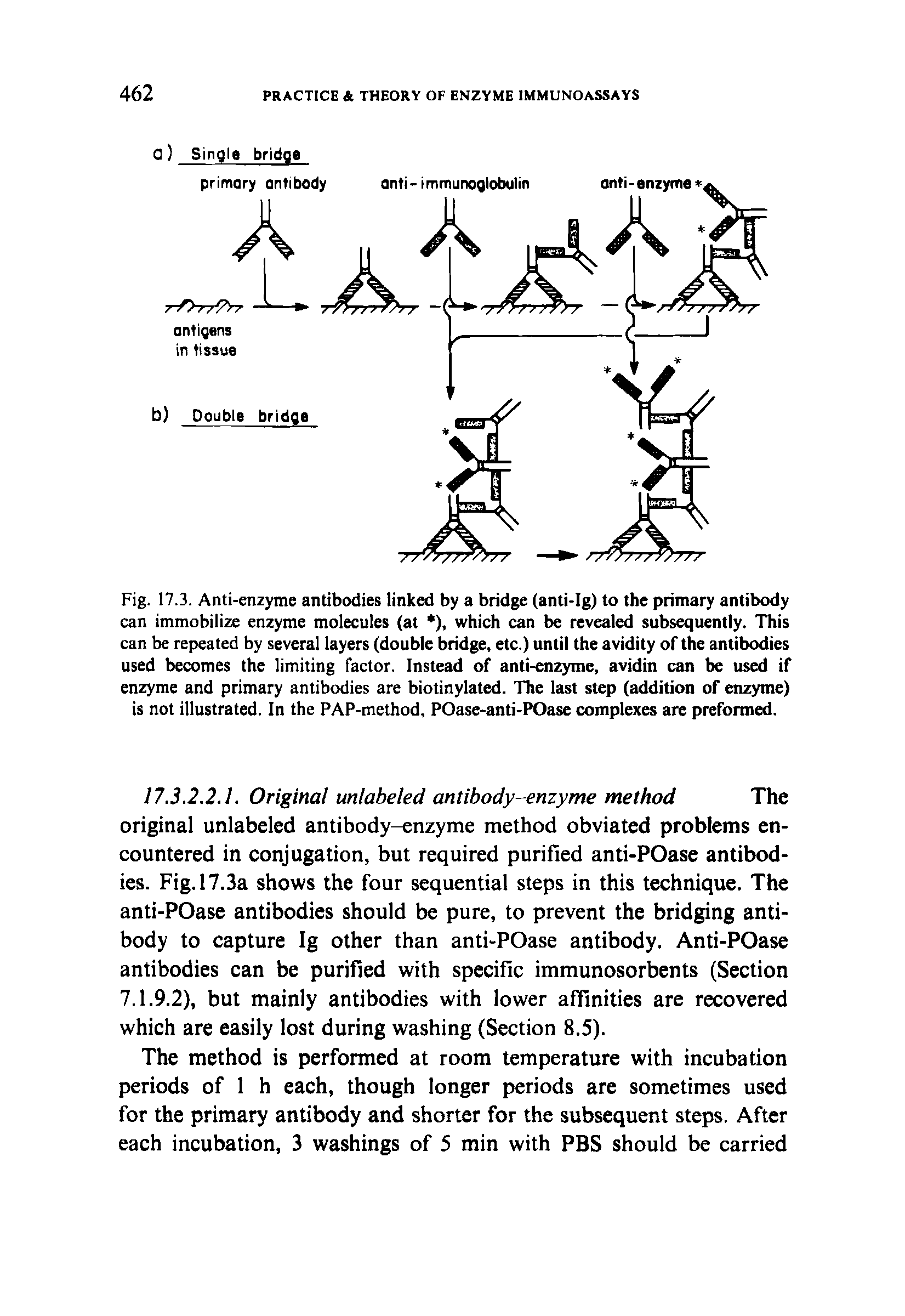 Fig. 17.3. Anti-enzyme antibodies linked by a bridge (anti-Ig) to the primary antibody can immobilize enzyme molecules (at ), which can be revealed subsequently. This can be repeated by several layers (double bridge, etc.) until the avidity of the antibodies used becomes the limiting factor. Instead of anti-enzyme, avidin can be used if enzyme and primary antibodies are biotinylated. The last step (addition of enzyme) is not illustrated. In the PAP-method, POase-anti-POase complexes are preformed.