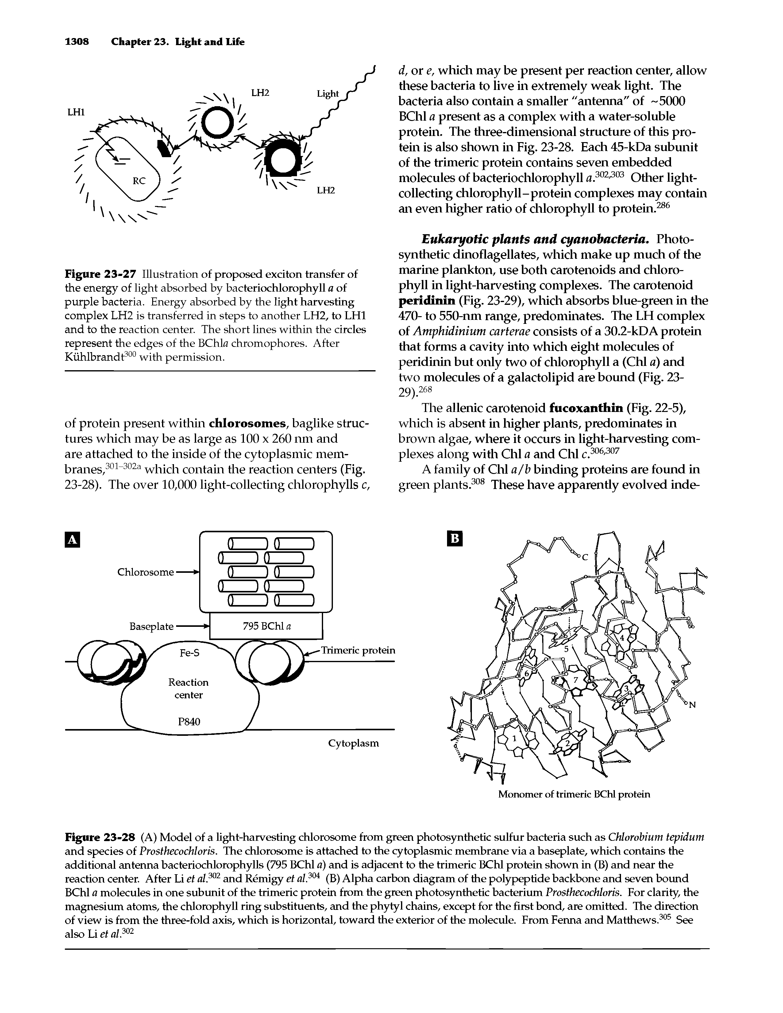 Figure 23-27 Illustration of proposed exciton transfer of the energy of light absorbed by bacteriochlorophyll a of purple bacteria. Energy absorbed by the light harvesting complex LH2 is transferred in steps to another LH2, to LH1 and to the reaction center. The short lines within the circles represent the edges of the BChla chromophores. After Kiihlbrandt300 with permission.