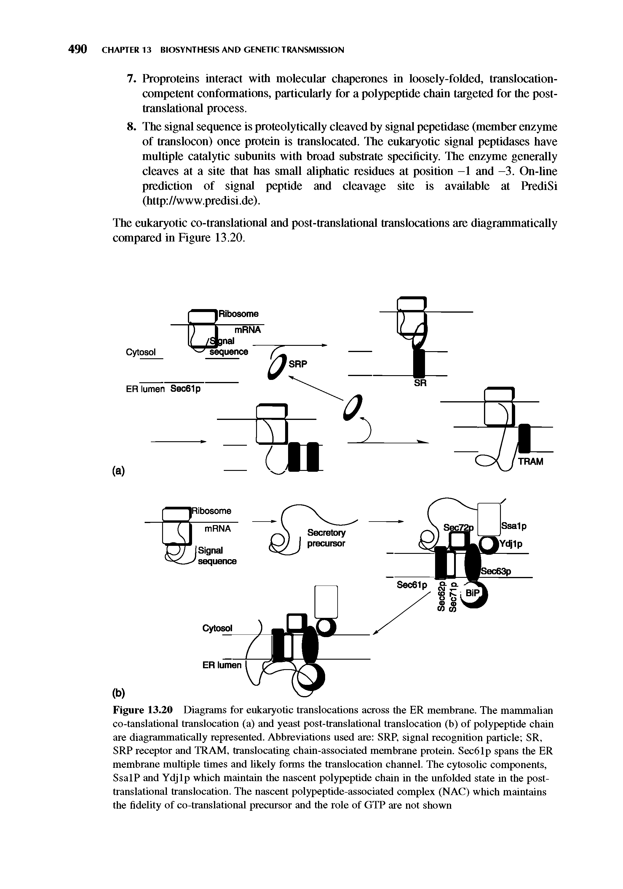 Figure 13.20 Diagrams for eukaryotic translocations across the ER membrane. The mammalian co-tanslational translocation (a) and yeast post-translational translocation (b) of polypeptide chain are diagrammatically represented. Abbreviations used are SRP, signal recognition particle SR, SRP receptor and TRAM, translocating chain-associated membrane protein. Sec61p spans the ER membrane multiple times and likely forms the translocation channel. The cytosolic components, SsalP and Ydjlp which maintain the nascent polypeptide chain in the unfolded state in the post-translational translocation. The nascent polypeptide-associated complex (NAC) which maintains the fidelity of co-translational precursor and the role of GTP are not shown...