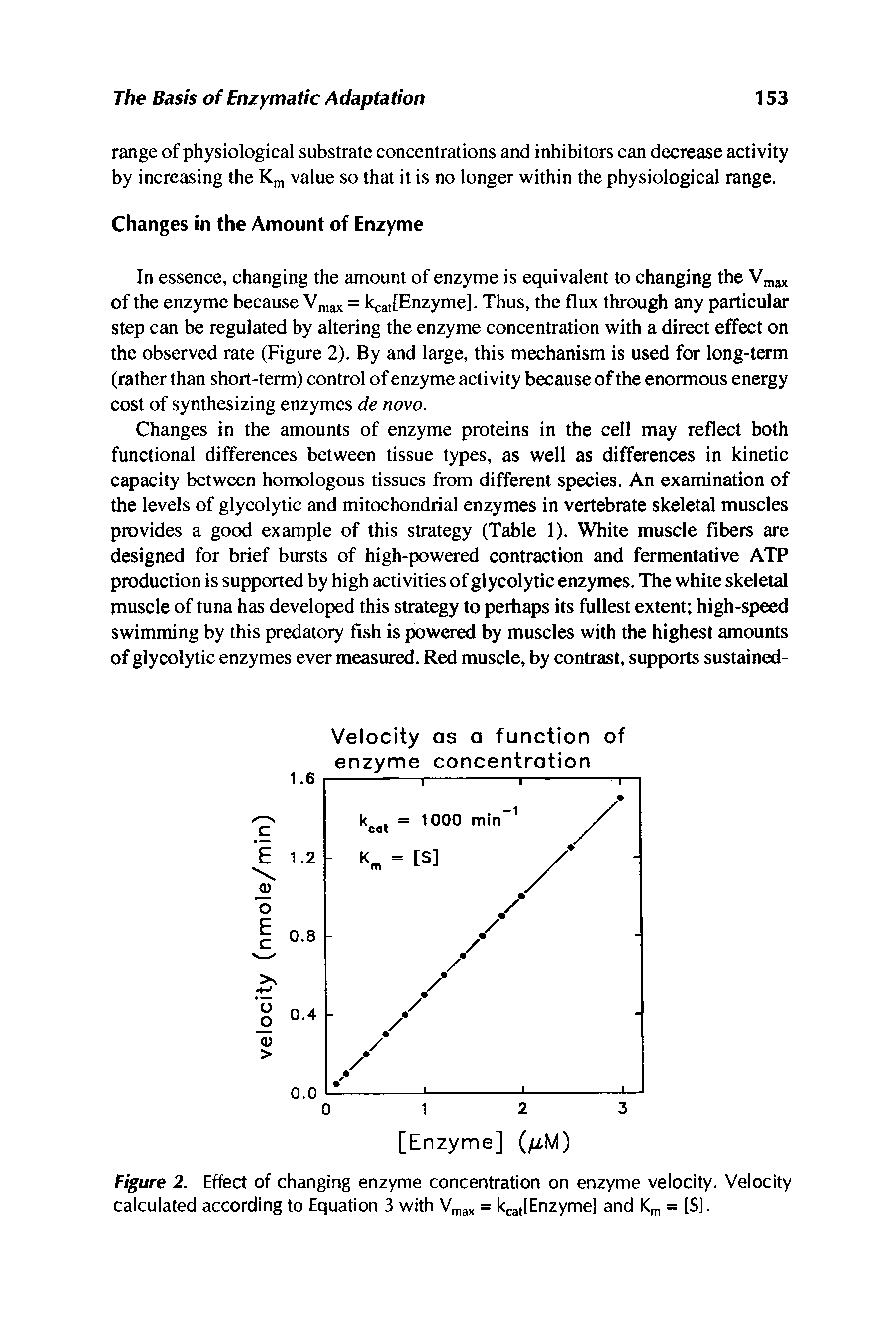 Figure 2. Effect of changing enzyme concentration on enzyme velocity. Velocity calculated according to Equation 3 with V ,ax = kcatlEnzyme] and K , = [S].