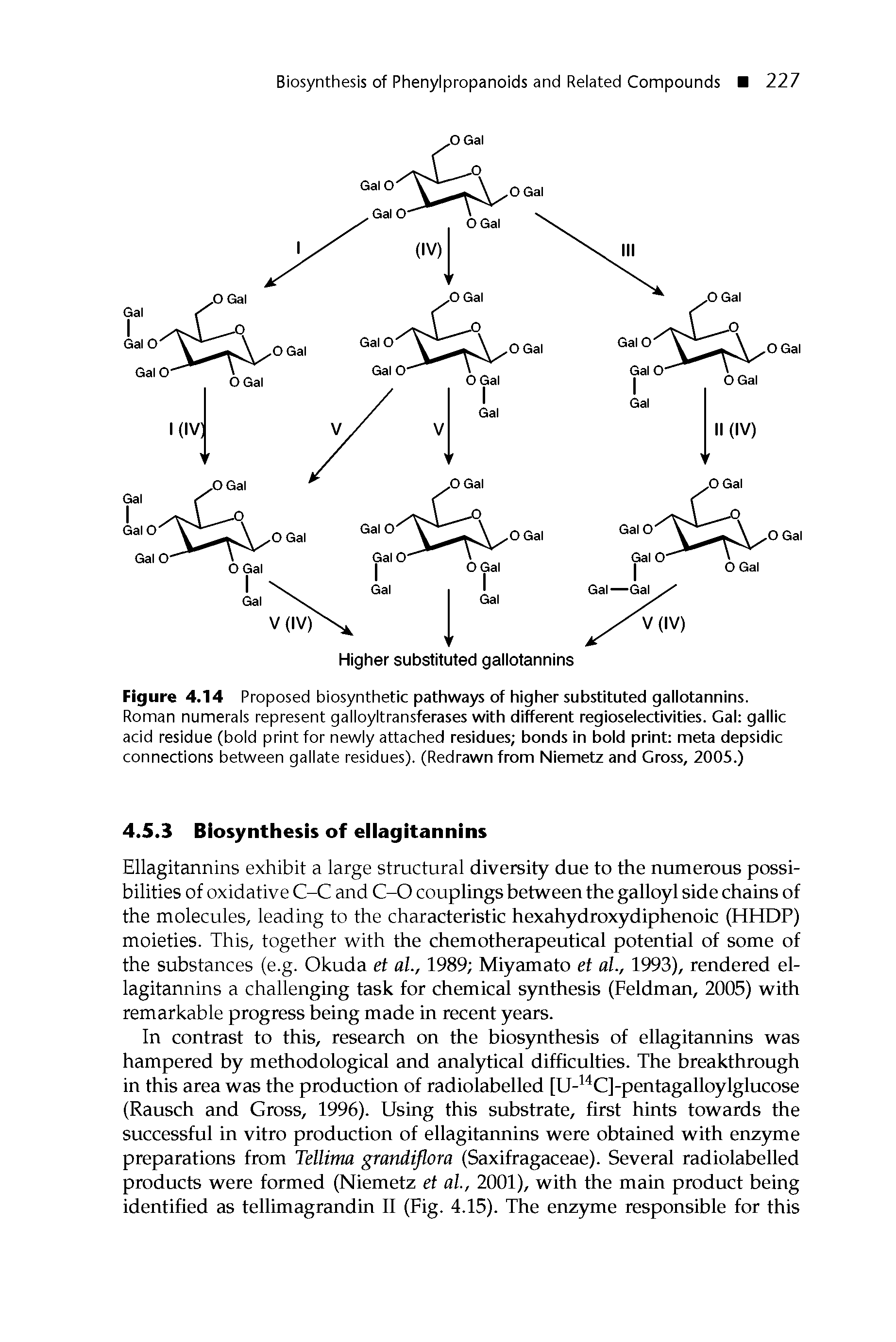 Figure 4.14 Proposed biosynthetic pathways of higher substituted gallotannins. Roman numerals represent galloyltransferases with different regioselectivities. Gal gallic acid residue (bold print for newly attached residues bonds in bold print meta depsidic connections between gallate residues). (Redrawn from Niemetz and Gross, 2005.)...