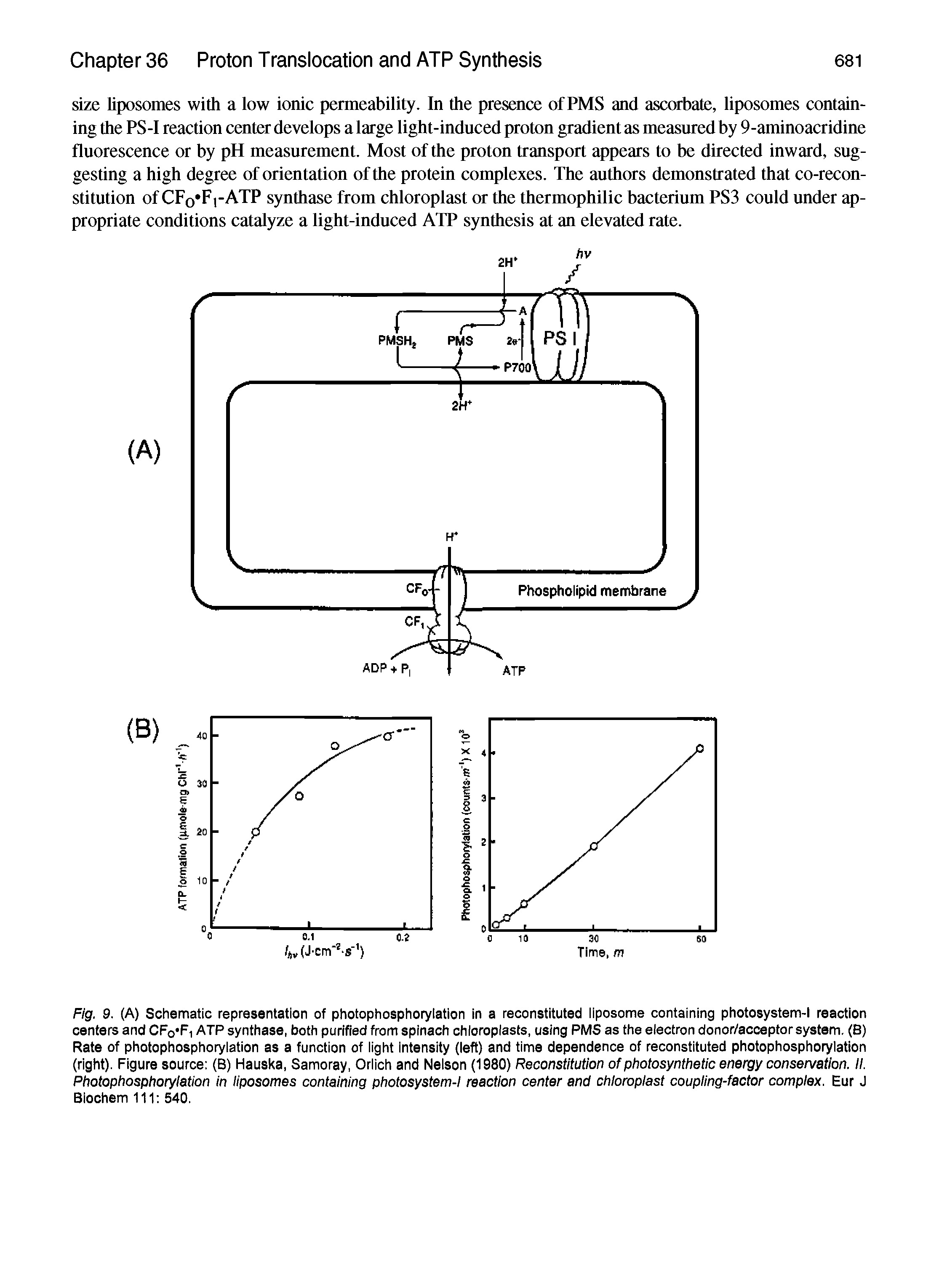 Fig. 9. (A) Schematic representation of photophosphoryiation in a reconstituted iiposome containing photosystem-l reaction centers and CFo Fi ATP synthase, both purified from spinach chloroplasts, using PMS as the electron donor/acoeptor system. (B) Rate of photophosphoryiation as a function of light intensity (left) and time dependence of reconstituted photophosphoryiation (right). Figure source (B) Hauska, Samoray, Orlich and Nelson (1980) Reconstitution of photosynthetic energy conservation. II. Photophosphoryiation in liposomes containing photosystem-l reaction center and chloroplast coupling-factor complex. Eur J Biochem 111 540.